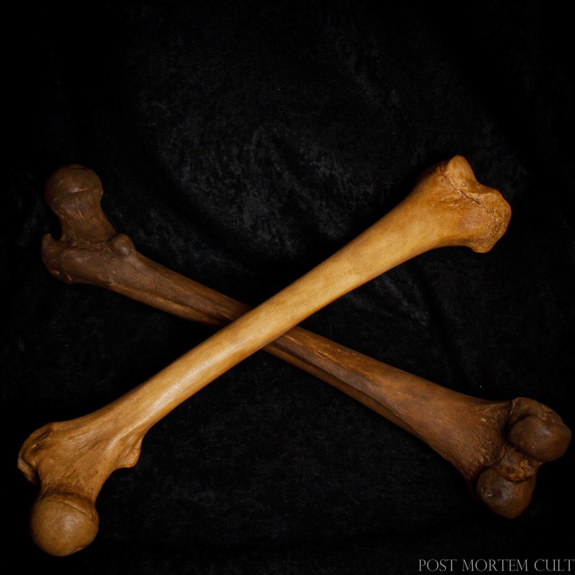 Authentic Human Femur Replica – Hand-Painted Detail: This anatomical femur replica stands out for its realistic texture and organic shades, which replicate the look and feel of a real human femur. Made with polyurethane resin, it offers realistic weight, making it an excellent tool for students and health professionals seeking an accurate representation of human bones.