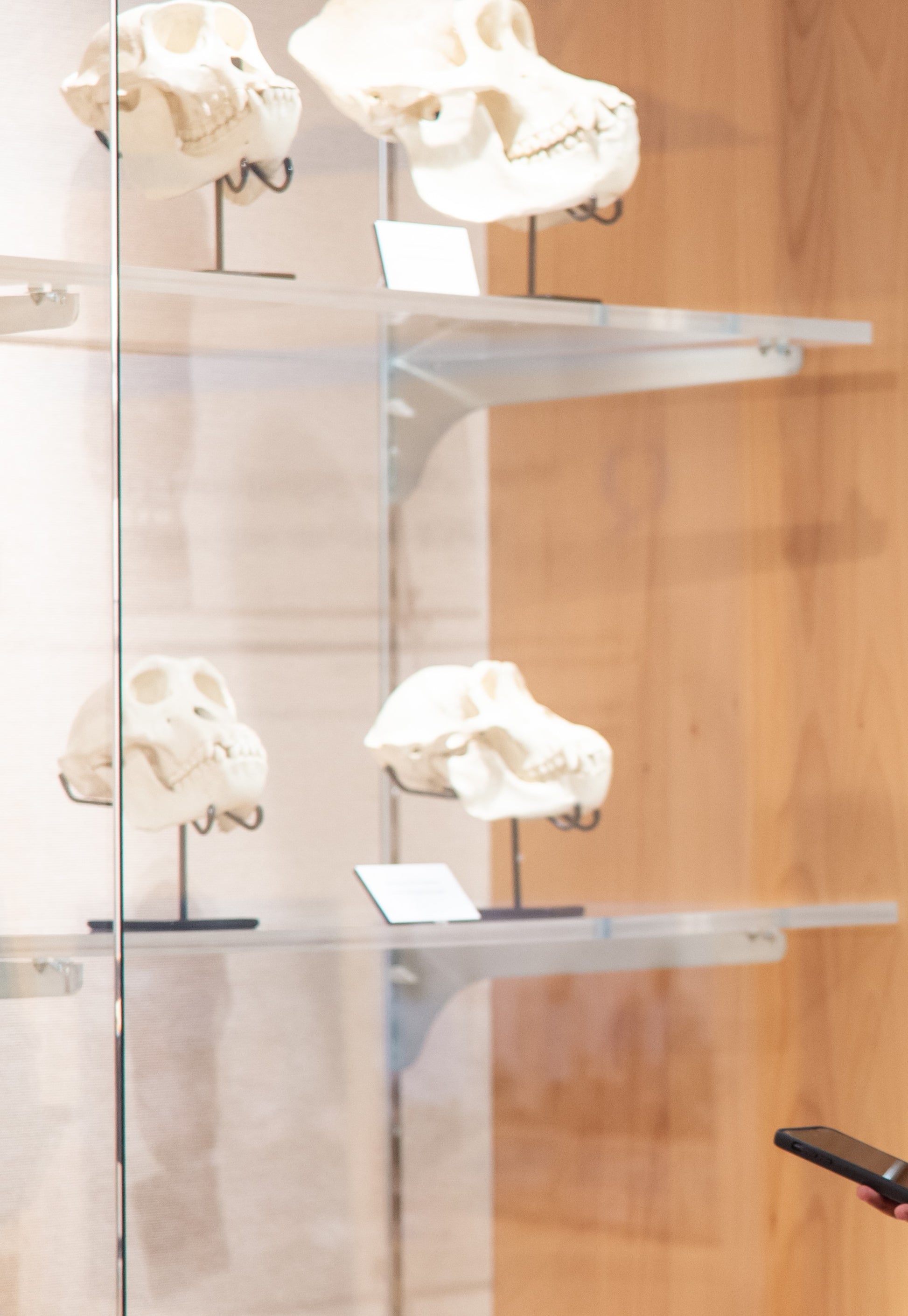 Our museum-quality skull stands are part of the Human Evolution Museum exhibition. Each piece is meticulously crafted to showcase the scientific accuracy and authenticity of our replicas, perfect for museums, collectors, and paleoanthropology enthusiasts.