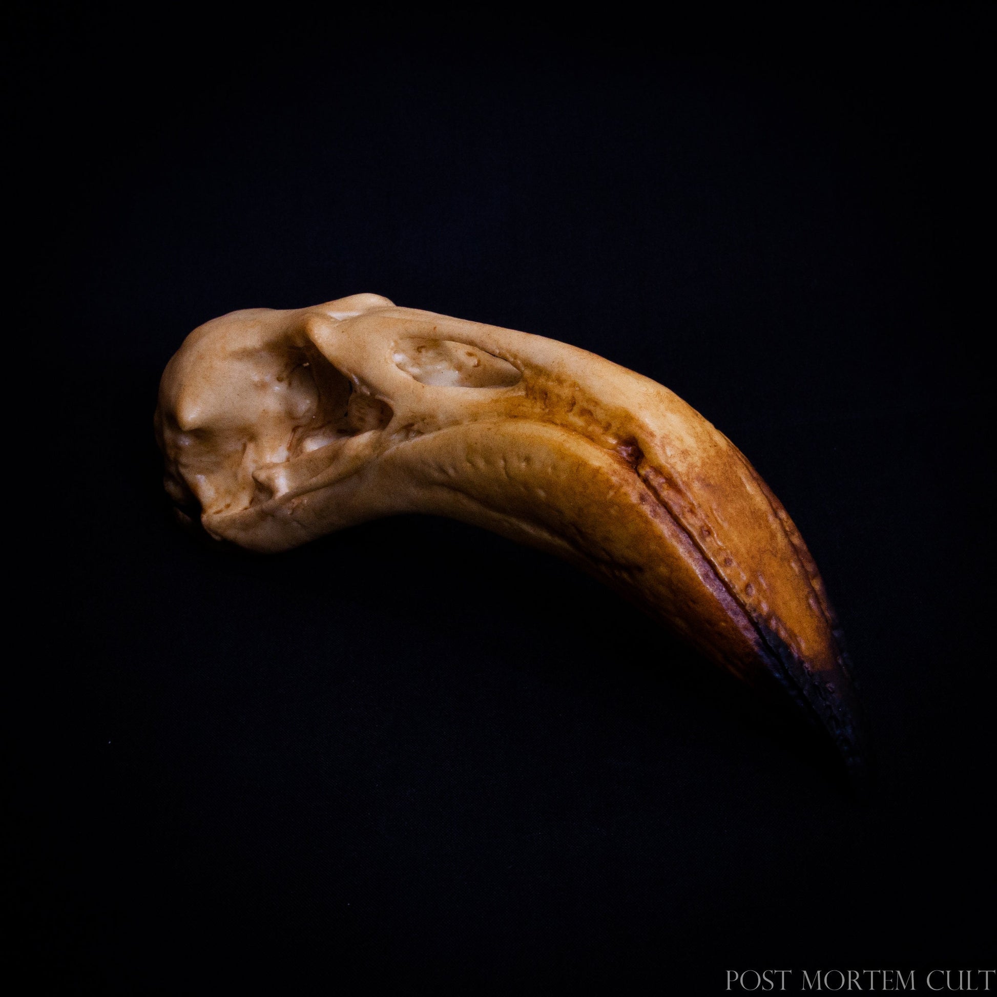 Realistic Flamingo skull replica showing detailed beak pigmentation and anatomical bone structure.