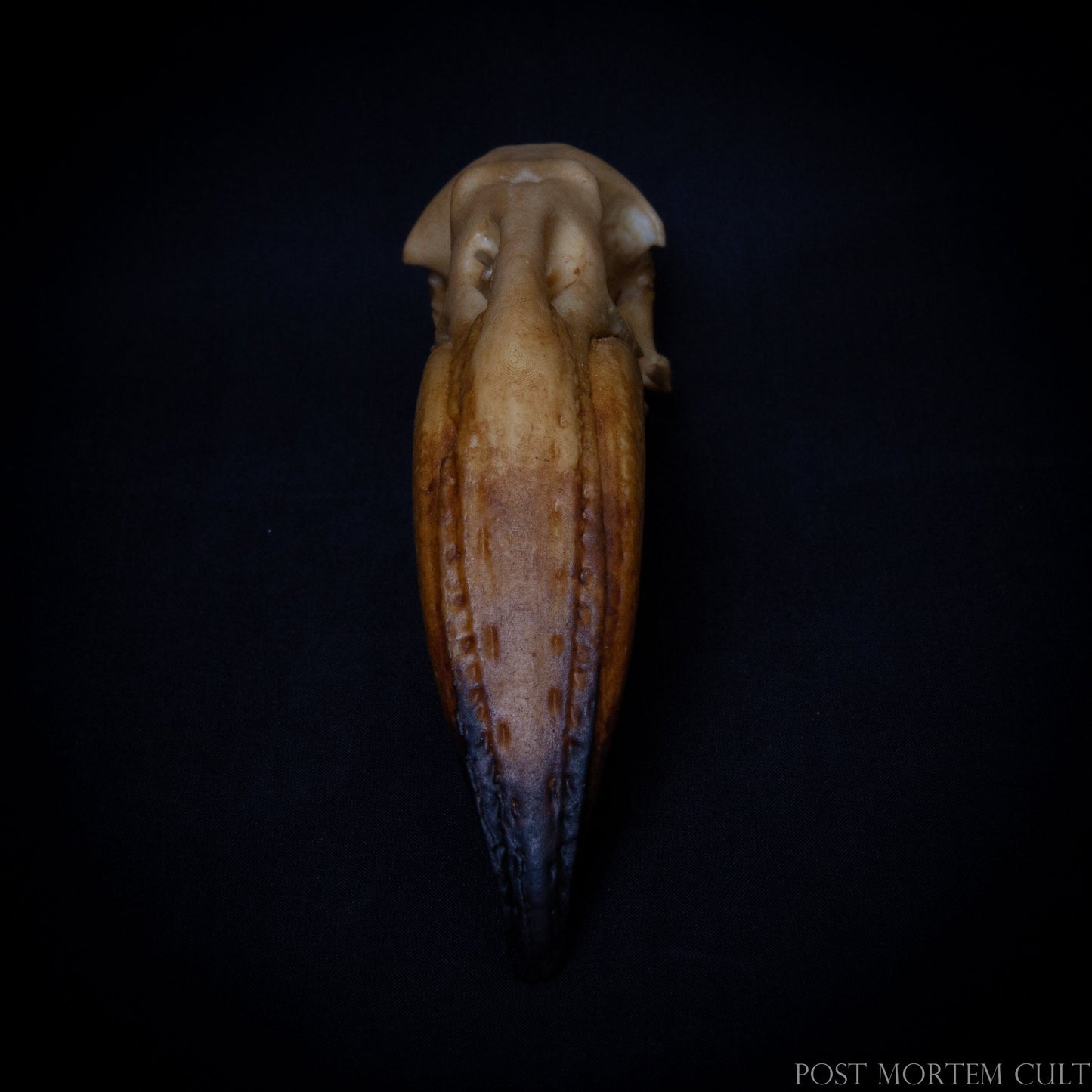 Hand-painted Phoenicopterus cranium with accurate coloration and high-definition resin texture.