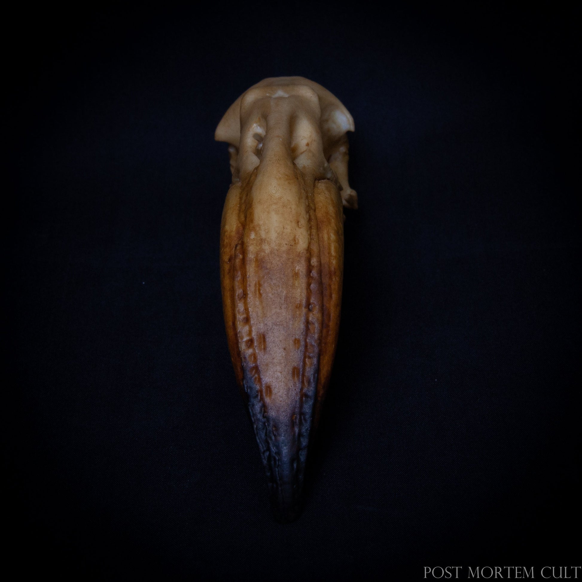 Hand-painted Phoenicopterus cranium with accurate coloration and high-definition resin texture.