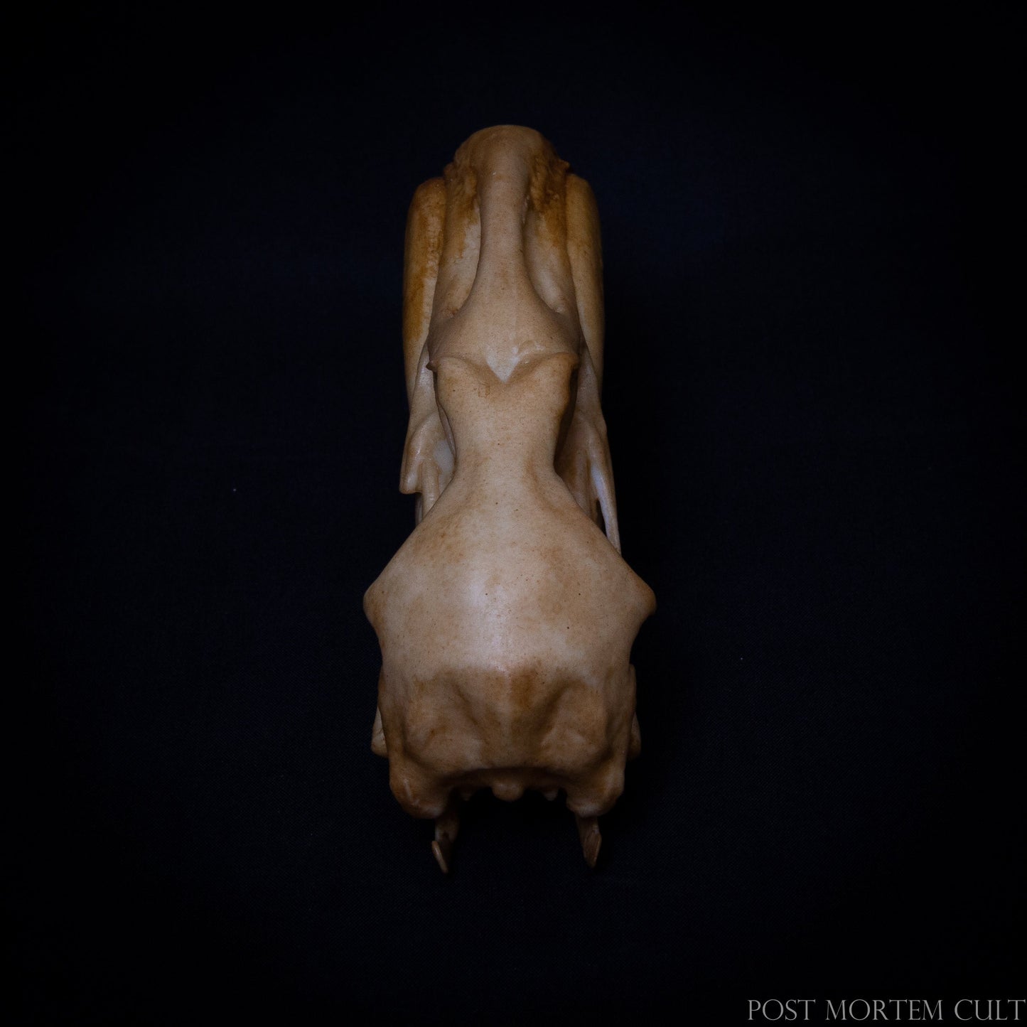 Side view of the Flamingo skull model highlighting natural bone tones and handcrafted beak shading.