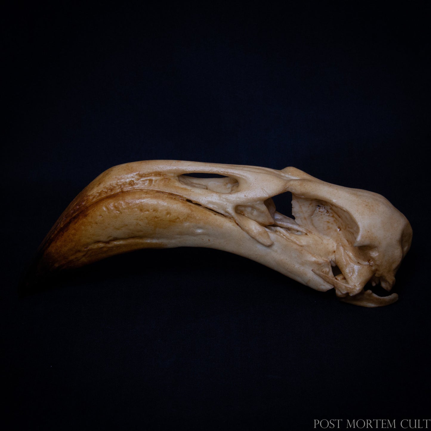 Close-up of Phoenicopterus skull replica showcasing realistic cranial contours and fine detail.