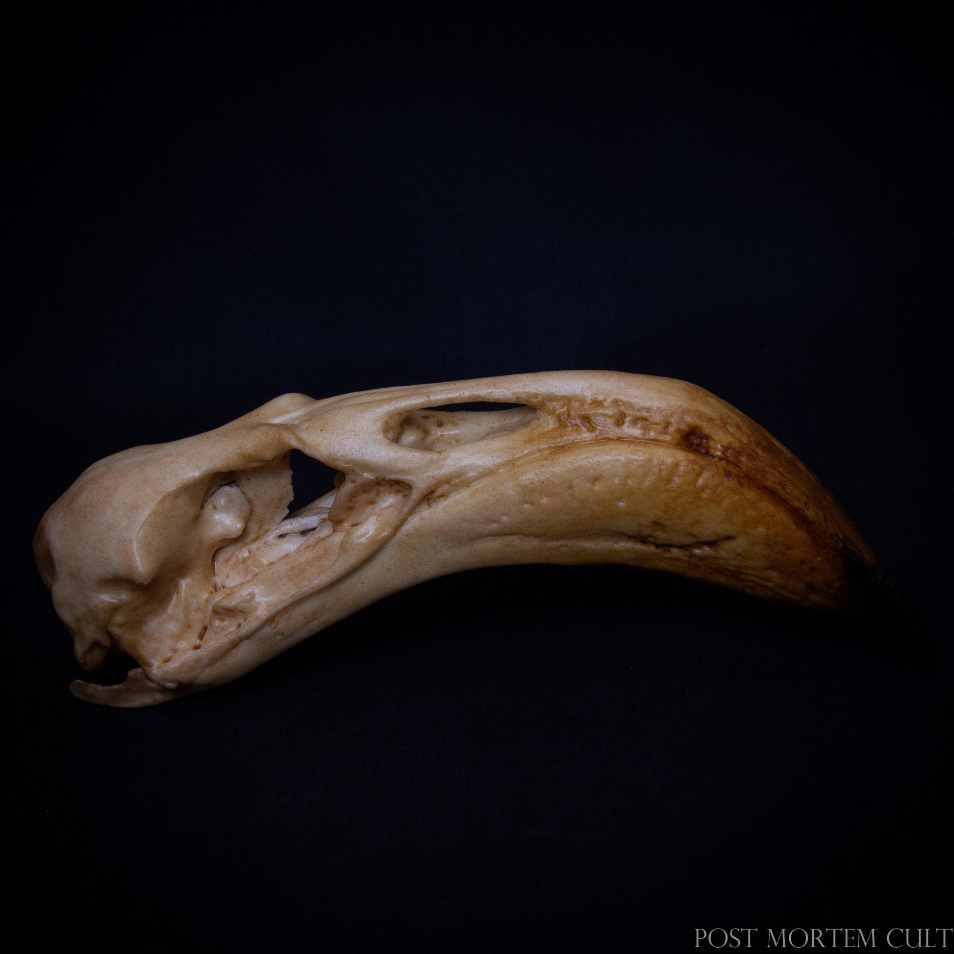 Top angle of Flamingo skull reproduction with precise resin printing and museum-style finish.