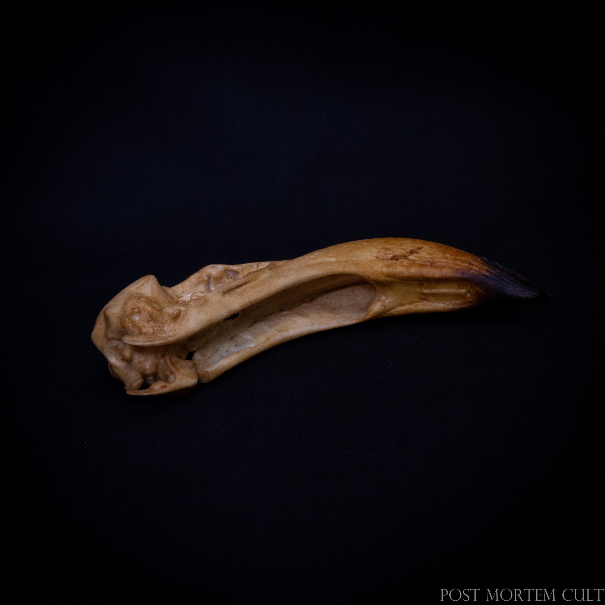 Hand-painted bird skull replica capturing the authentic morphology of a real Phoenicopterus specimen.
