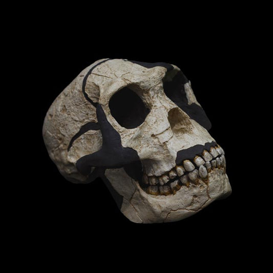 Homo habilis skull replica in lateral view showing the fossil reconstruction, cranial vault, facial anatomy and reconstructed dark areas.