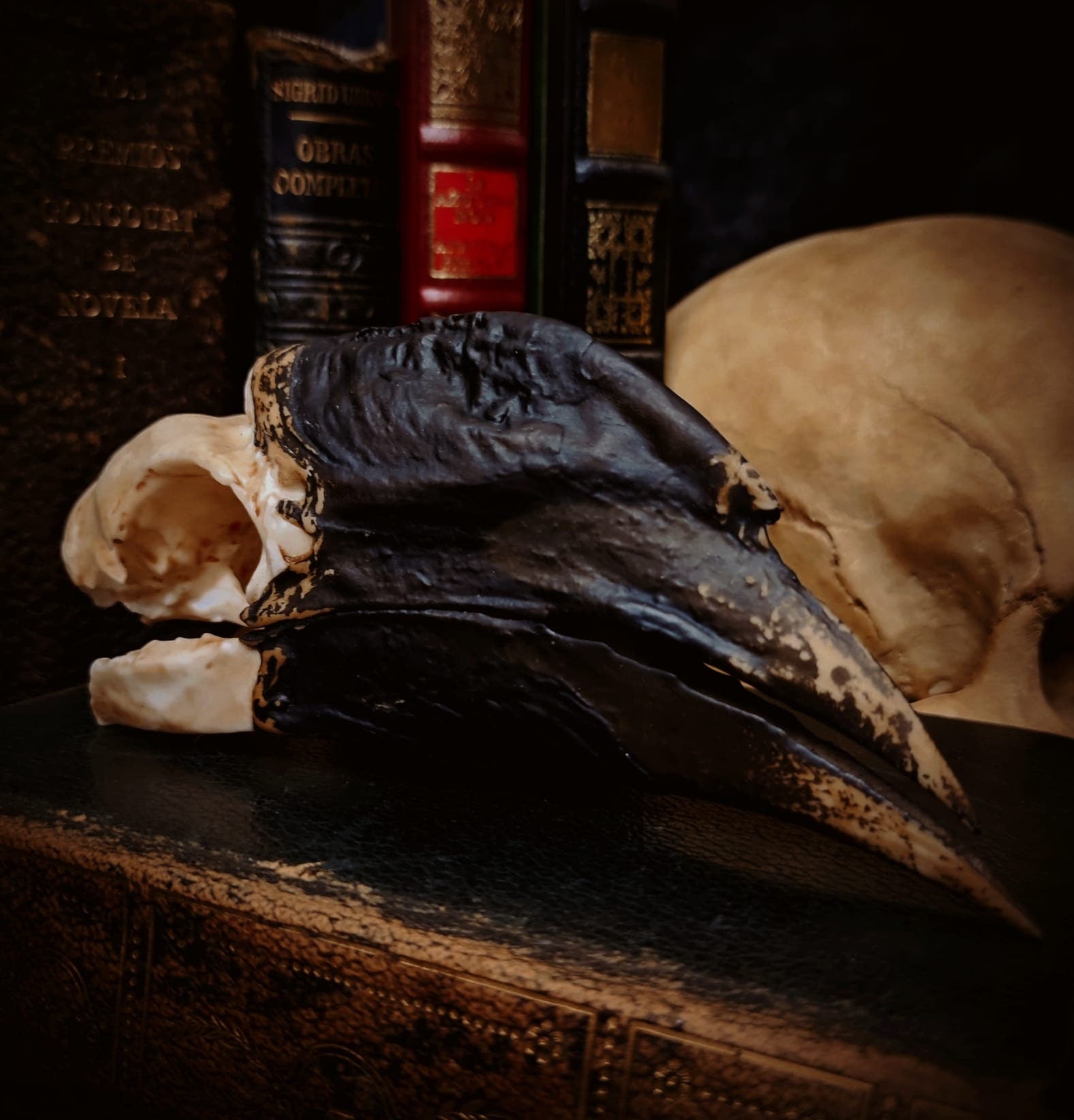 Realistic Hornbill skull replica showing detailed beak pigmentation and natural bone texture.