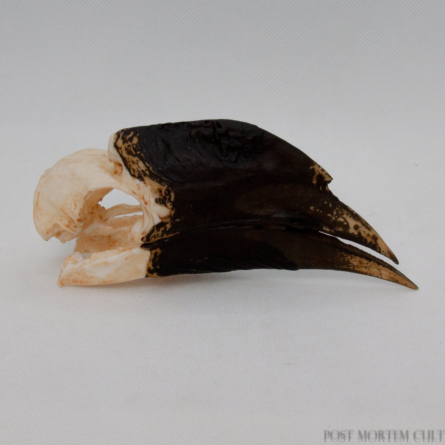 Close-up of Buceros bicornis skull model, hand-painted to highlight authentic colors and anatomical accuracy.