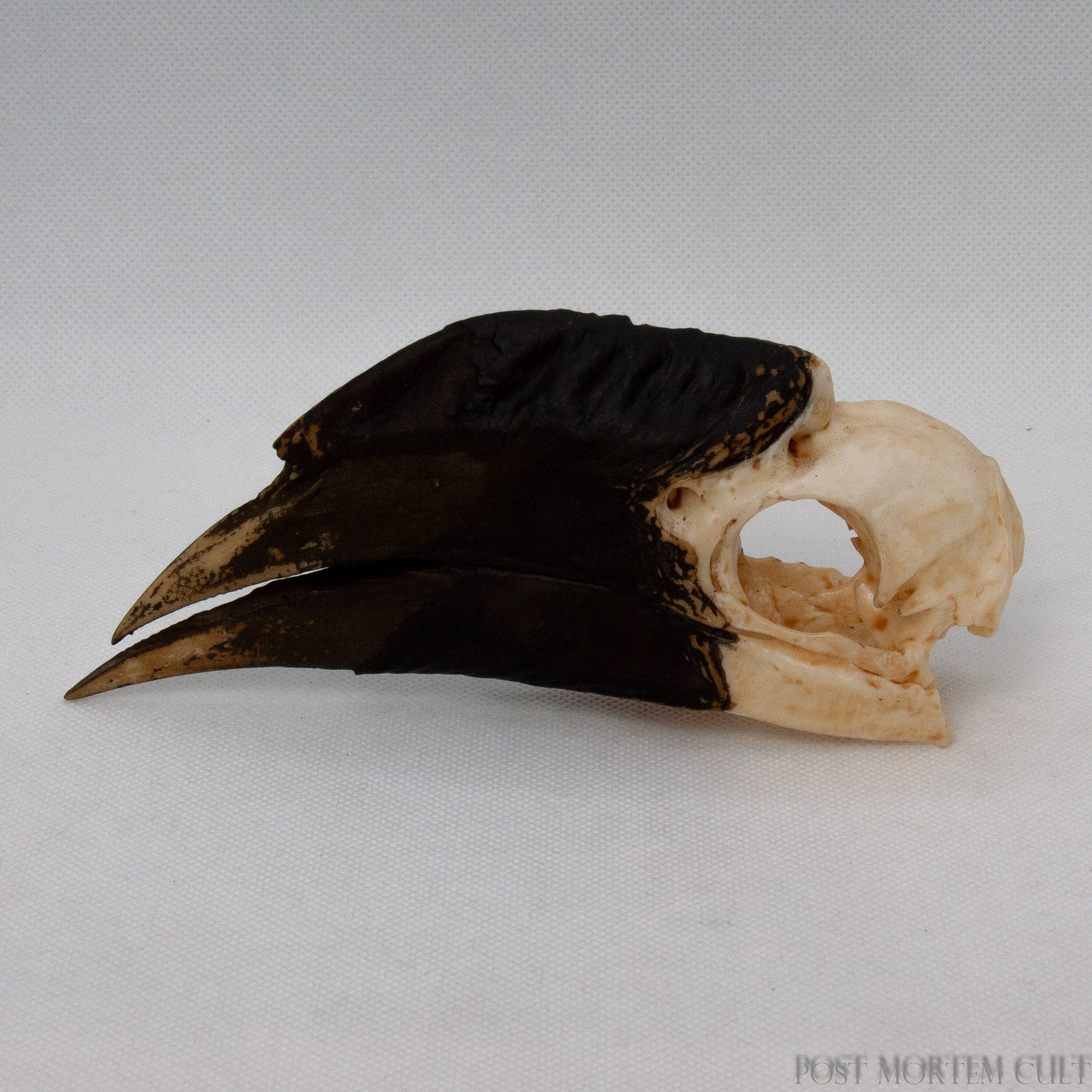 Side view of the hornbill skull replica revealing precise proportions and resin-crafted detail.