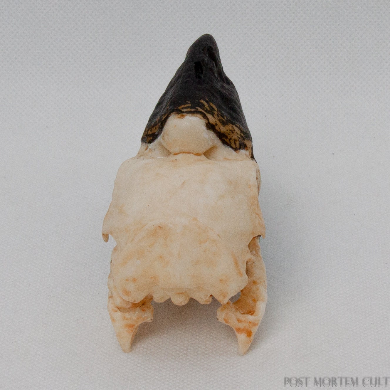 Hand-painted resin Hornbill cranium with lifelike coloration, ideal for collectors and nature enthusiasts.