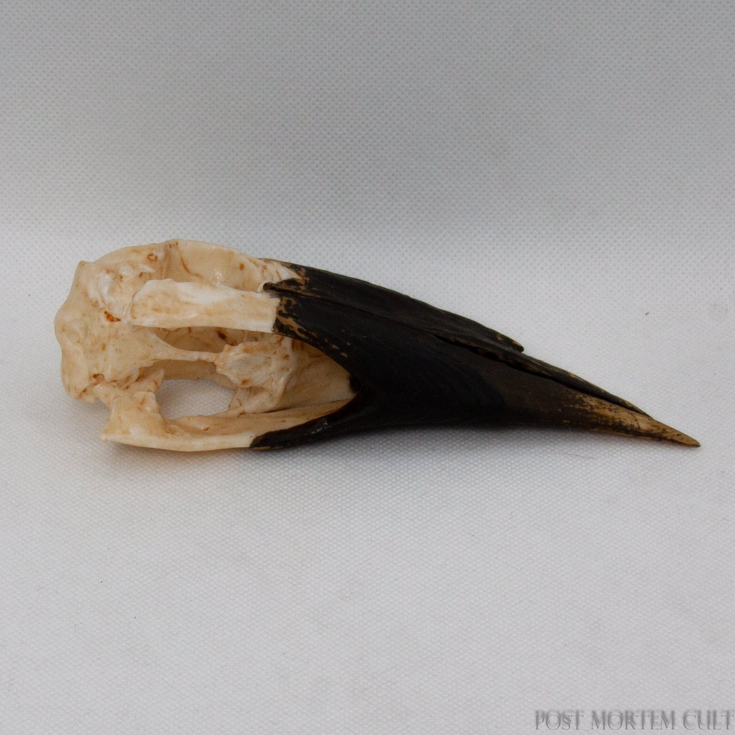 Top view of Buceros bicornis skull replica showcasing realistic bone shading and beak structure.