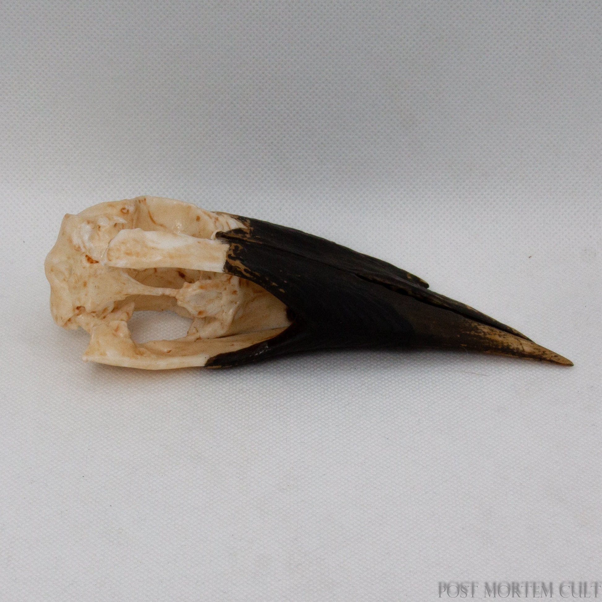 Top view of Buceros bicornis skull replica showcasing realistic bone shading and beak structure.
