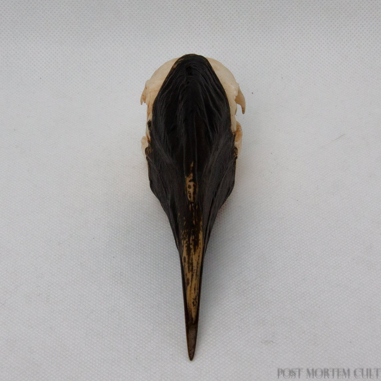 Detailed hornbill skull model featuring accurate cranial contours and naturalistic finish.