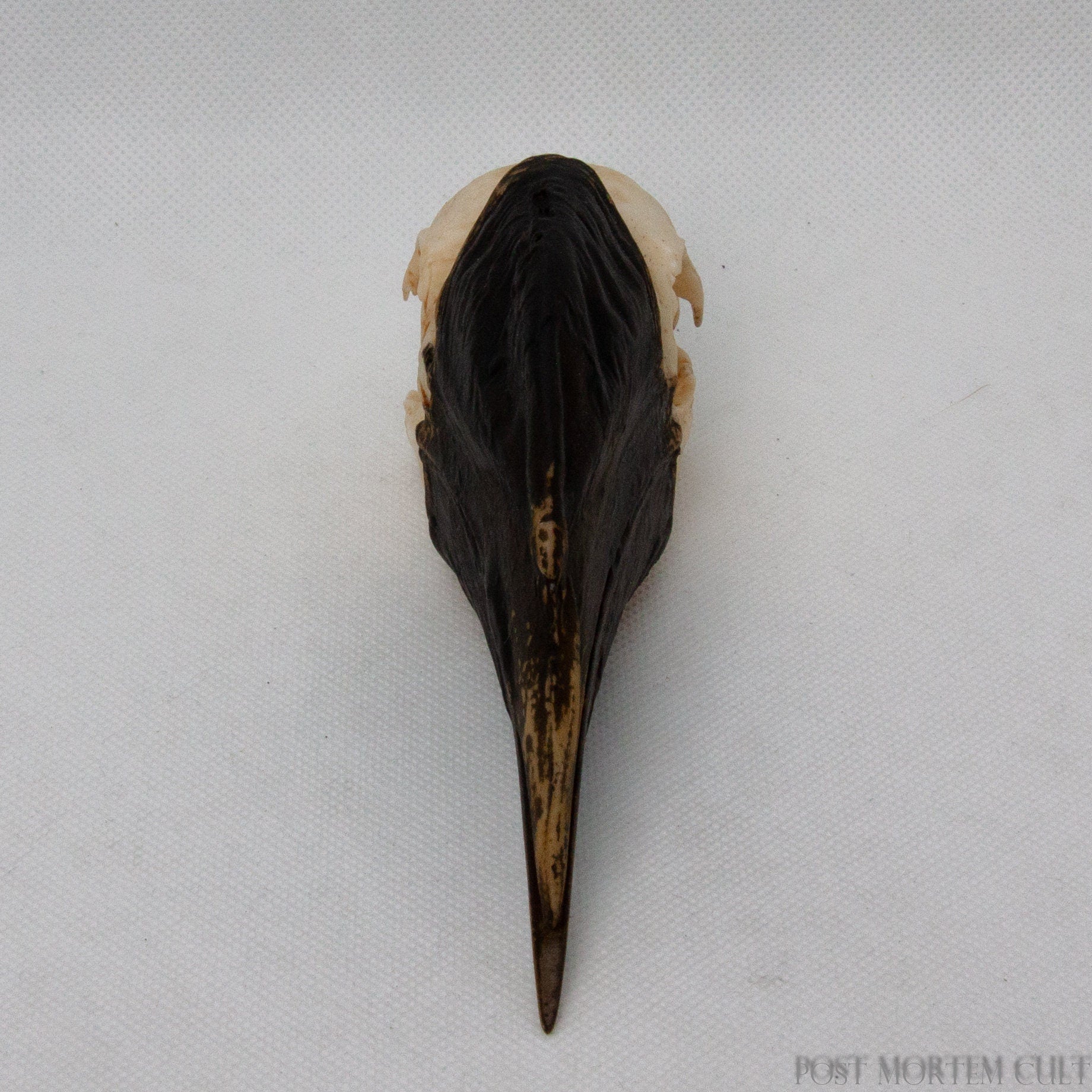 Detailed hornbill skull model featuring accurate cranial contours and naturalistic finish.