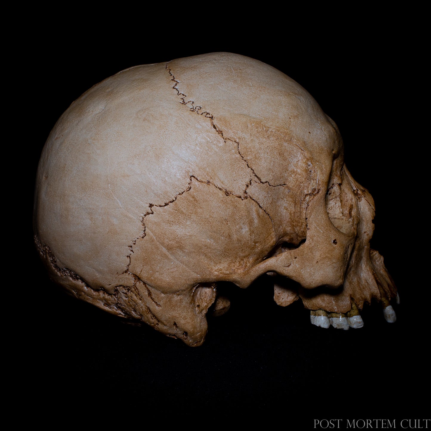 Detailed profile of the human skull replica, revealing the natural curvature of the cranium and realistic osteological structure. The carefully sculpted surface and aged patina emphasize the museum-style realism of this anatomical skull model.