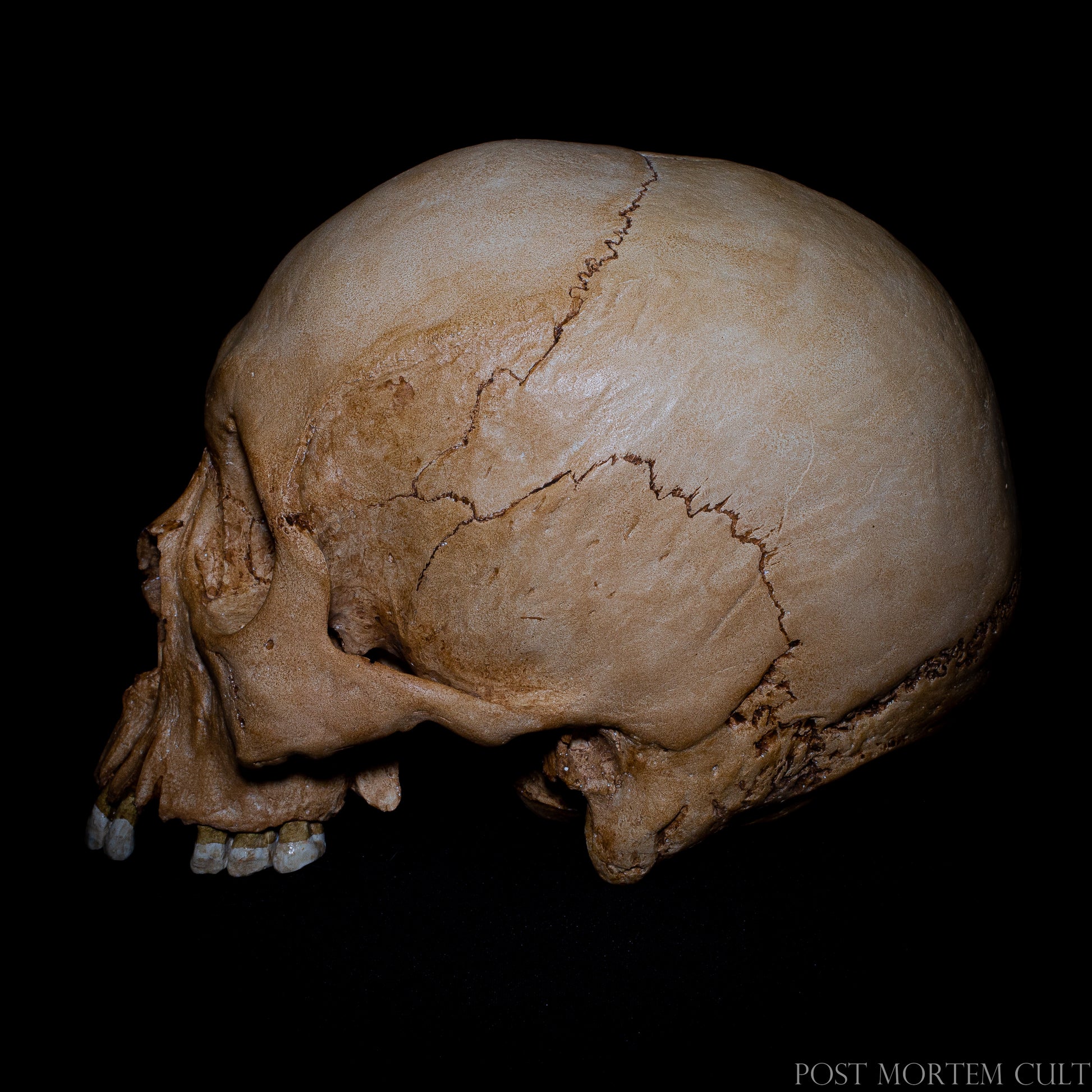 Angled collector display view of the human skull replica, designed to evoke the atmosphere of historical ossuaries and curiosity cabinets. Perfect for dark academia interiors, anatomical collections and cabinet of curiosities decor.