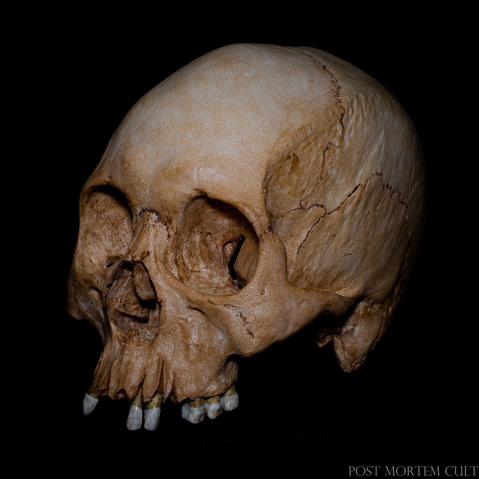 Angled collector display view of the human skull replica, designed to evoke the atmosphere of historical ossuaries and curiosity cabinets. Perfect for dark academia interiors, anatomical collections and cabinet of curiosities decor.
