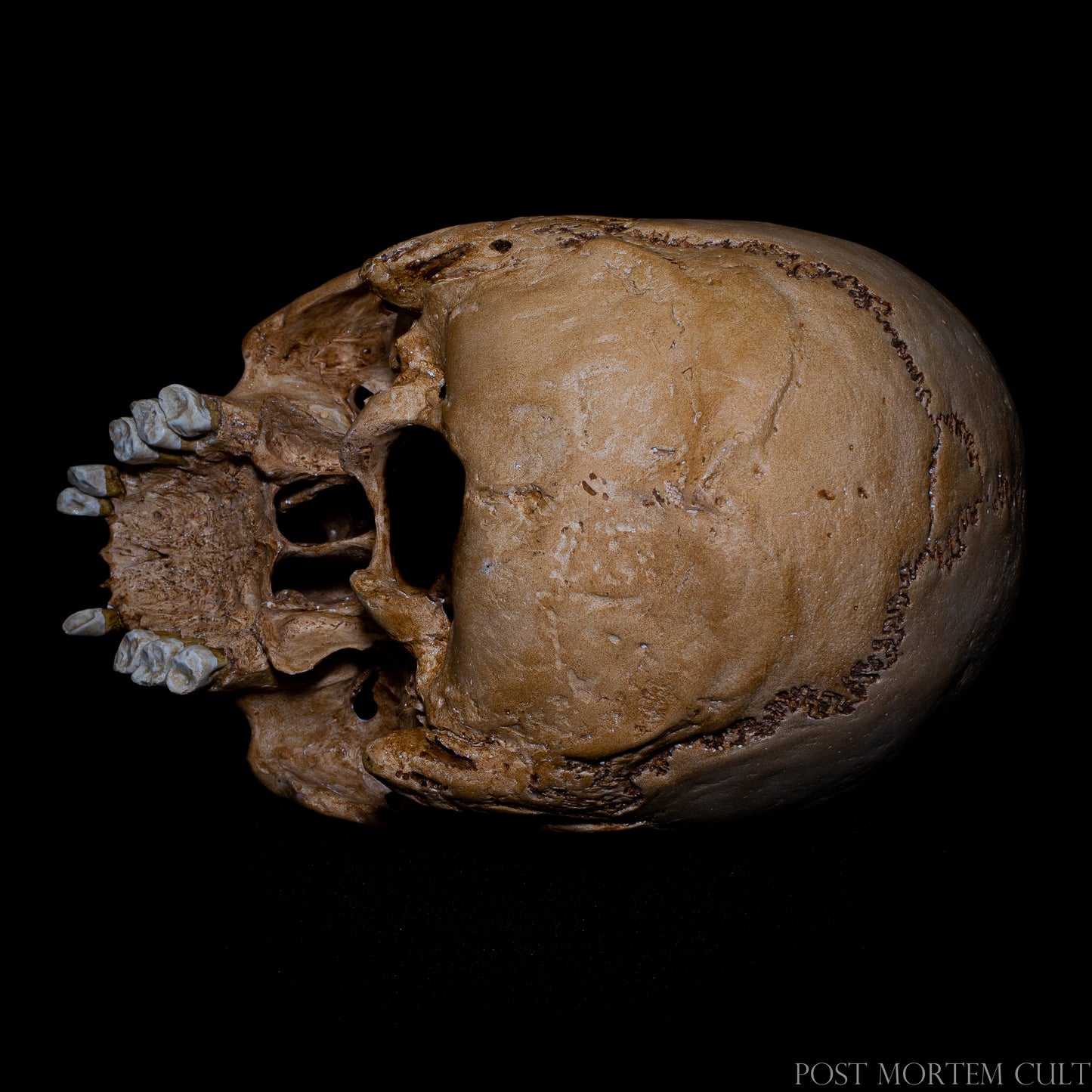 Bottom view of the human skull model, revealing the base of the cranium and anatomical structure of the palate and cranial base. A detailed perspective rarely seen, emphasizing the scientific accuracy of this osteology skull replica.
