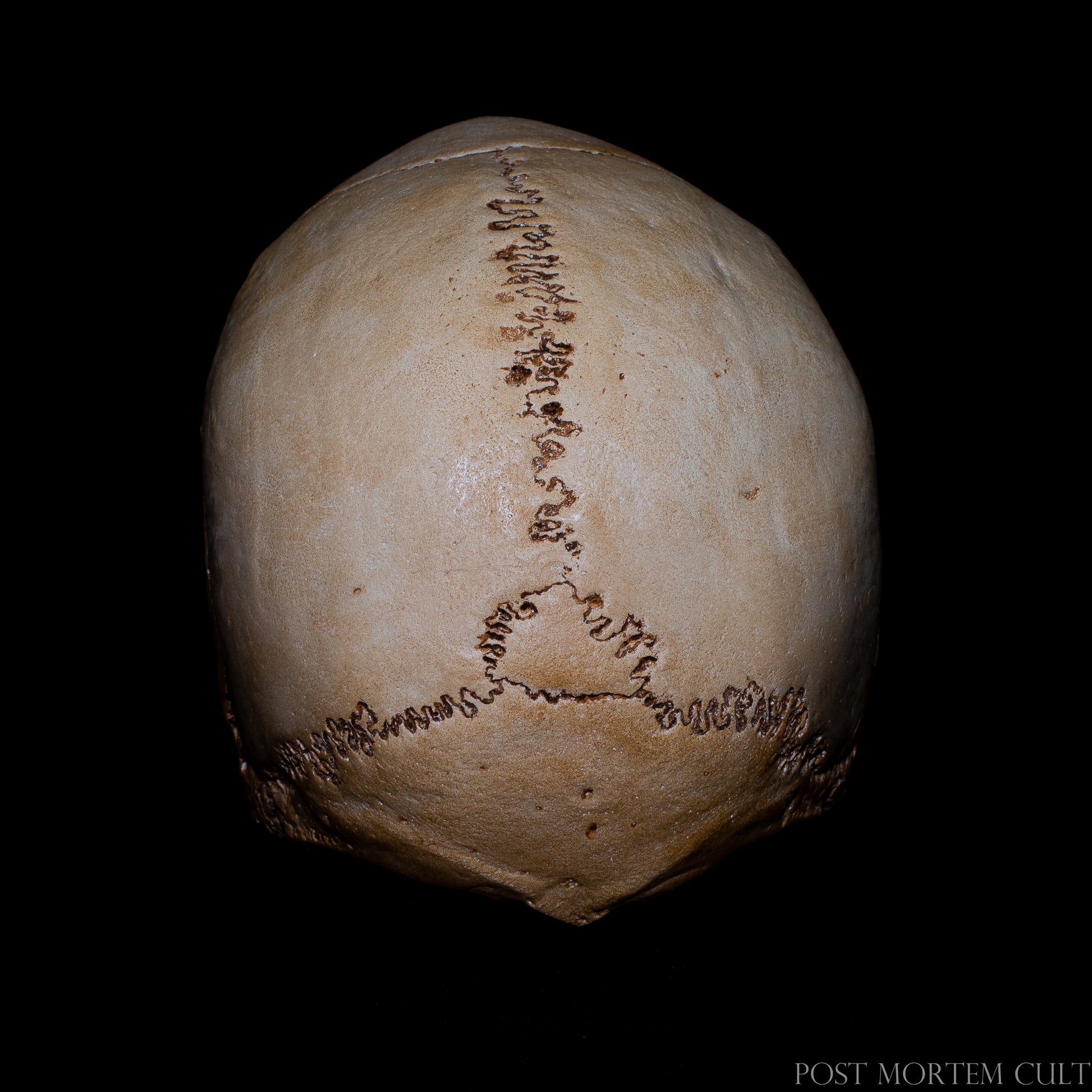 Top view of the anatomical human skull replica, displaying clearly defined cranial sutures and subtle bone irregularities. The hand-tinted bone tones recreate the appearance of aged skeletal remains, making this skull ideal for collectors, study and dark academia decor.