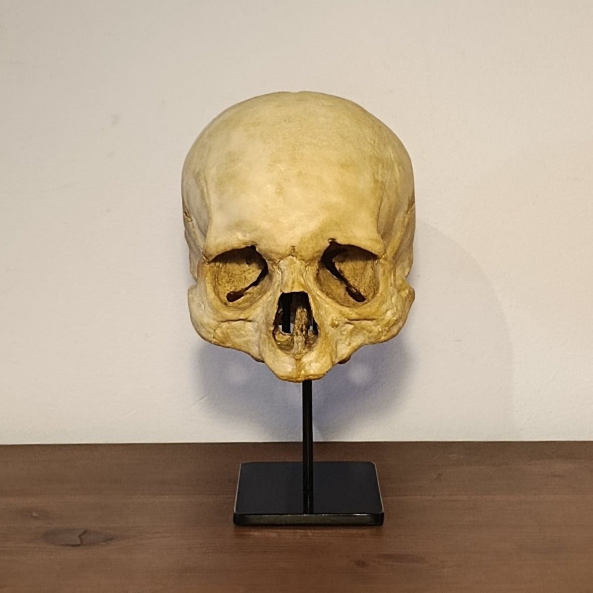 Fully Metal Skull Display Stand – No Mandible

Museum-grade skull display stand fully made of metal, designed for human skulls without mandible. Durable, stable, and ideal for osteology, anatomical collections, and oddities decor.