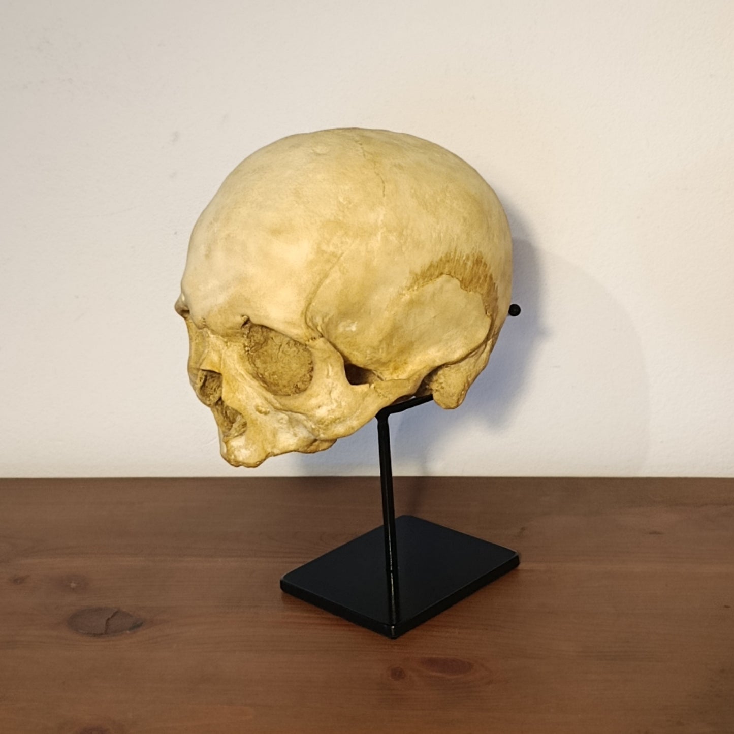 Professional Protection and Finish

Detail view highlighting the black gloss metal finish, protective plastic contact points, and felt-lined base, ensuring safe skull support and surface protection for shelves and vitrines.