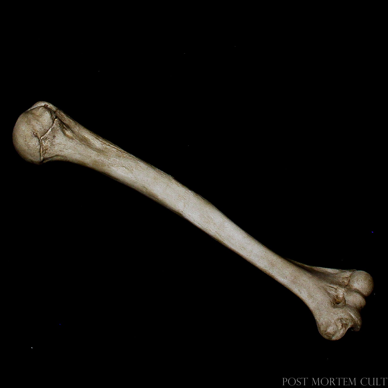 Realistic Humerus Replica for Decor: Add authenticity to your anatomy collection or home decor with this human humerus replica. Hand-painted with earthy tones and natural textures, it brings a realistic and scientific touch to any space.