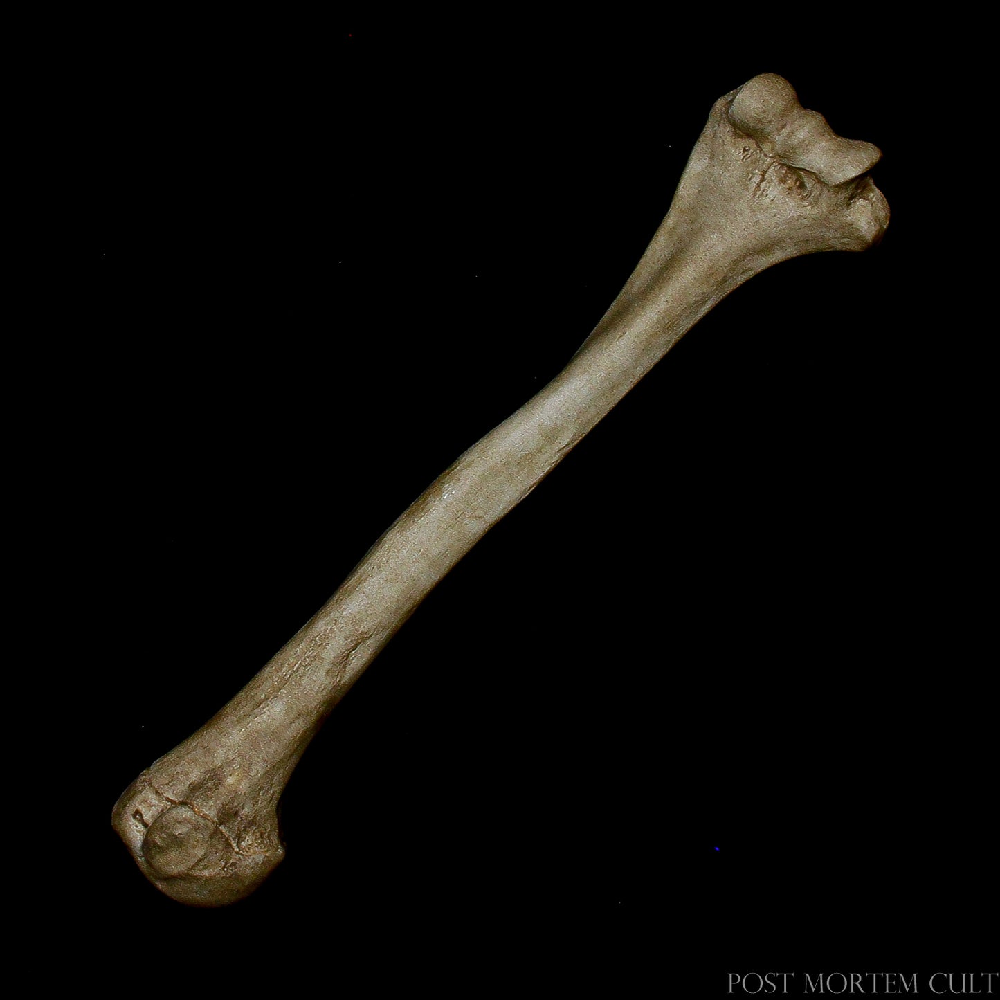 Anatomically Accurate Humerus: Capture the authenticity and realism of human anatomy with this hand-painted humerus. The light tones and earthy details perfectly represent the natural wear of bone, making it ideal for studies or as a decorative piece.