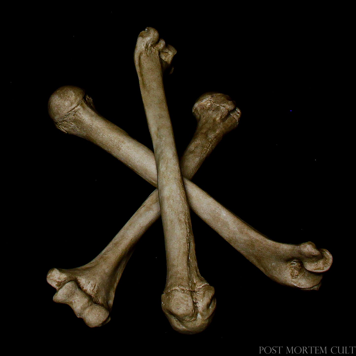 Human Bone Replica for Collecting: Perfect for anatomy enthusiasts, this human humerus replica is hand-painted to showcase earthy details and realistic textures that closely resemble actual bone. Its organic tones and lifelike appearance make it ideal for display.