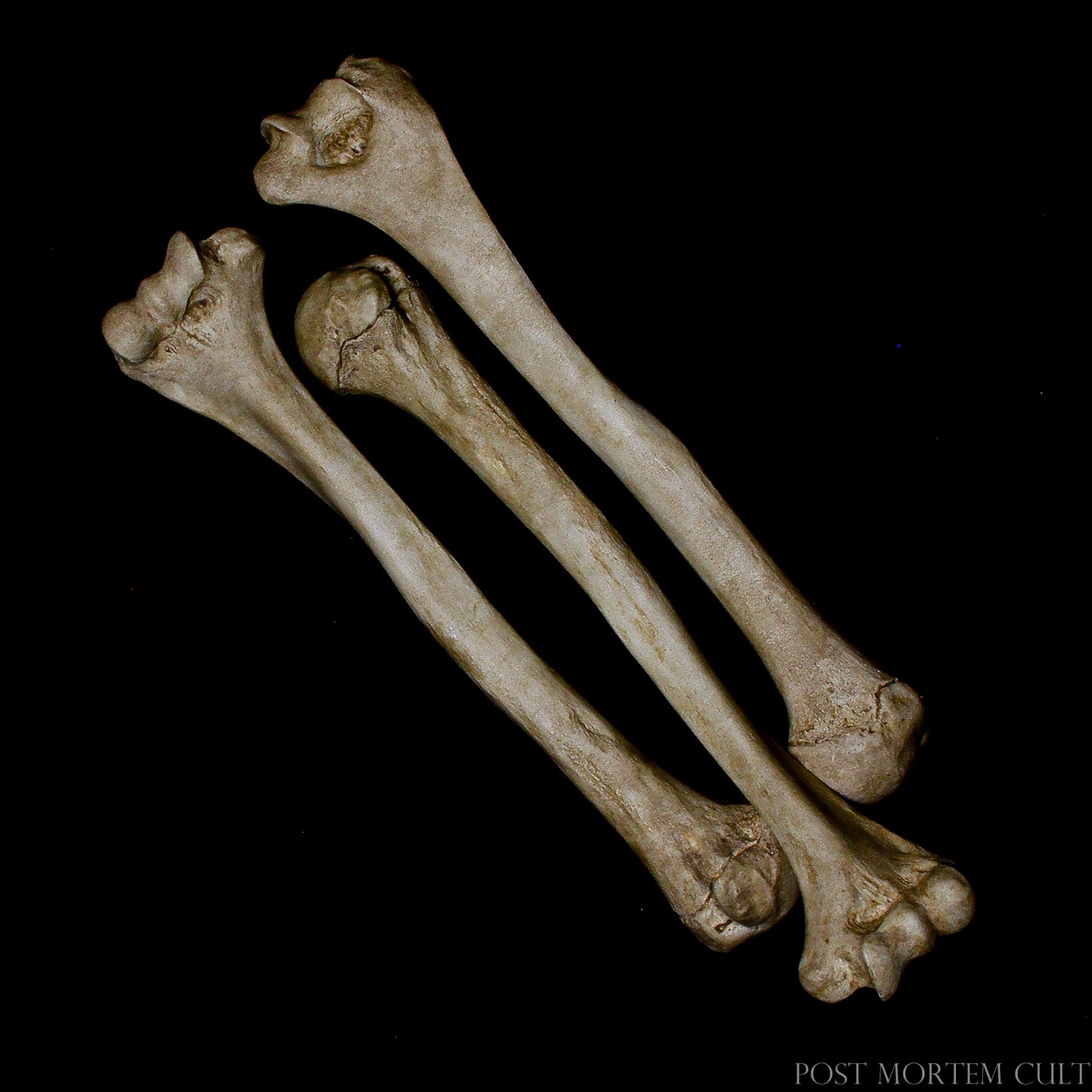 Humerus Bone for Educational Use: Whether for teaching anatomy or as a unique display item, this humerus replica is a highly accurate representation of a human bone, featuring realistic textures, organic hues, and true-to-life weight.