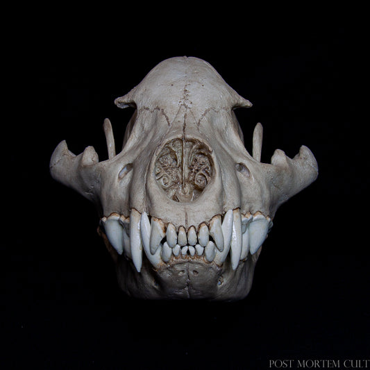 Frontal view of the hyena skull replica showing detailed cranial symmetry and realistic nasal cavity structure.