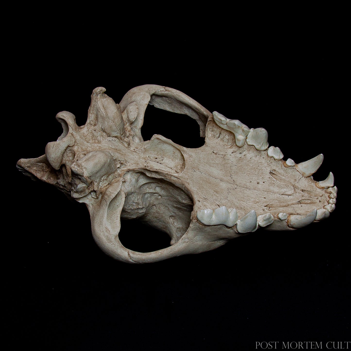Exploded view of skull and mandible for educational dissection or teaching visualization.