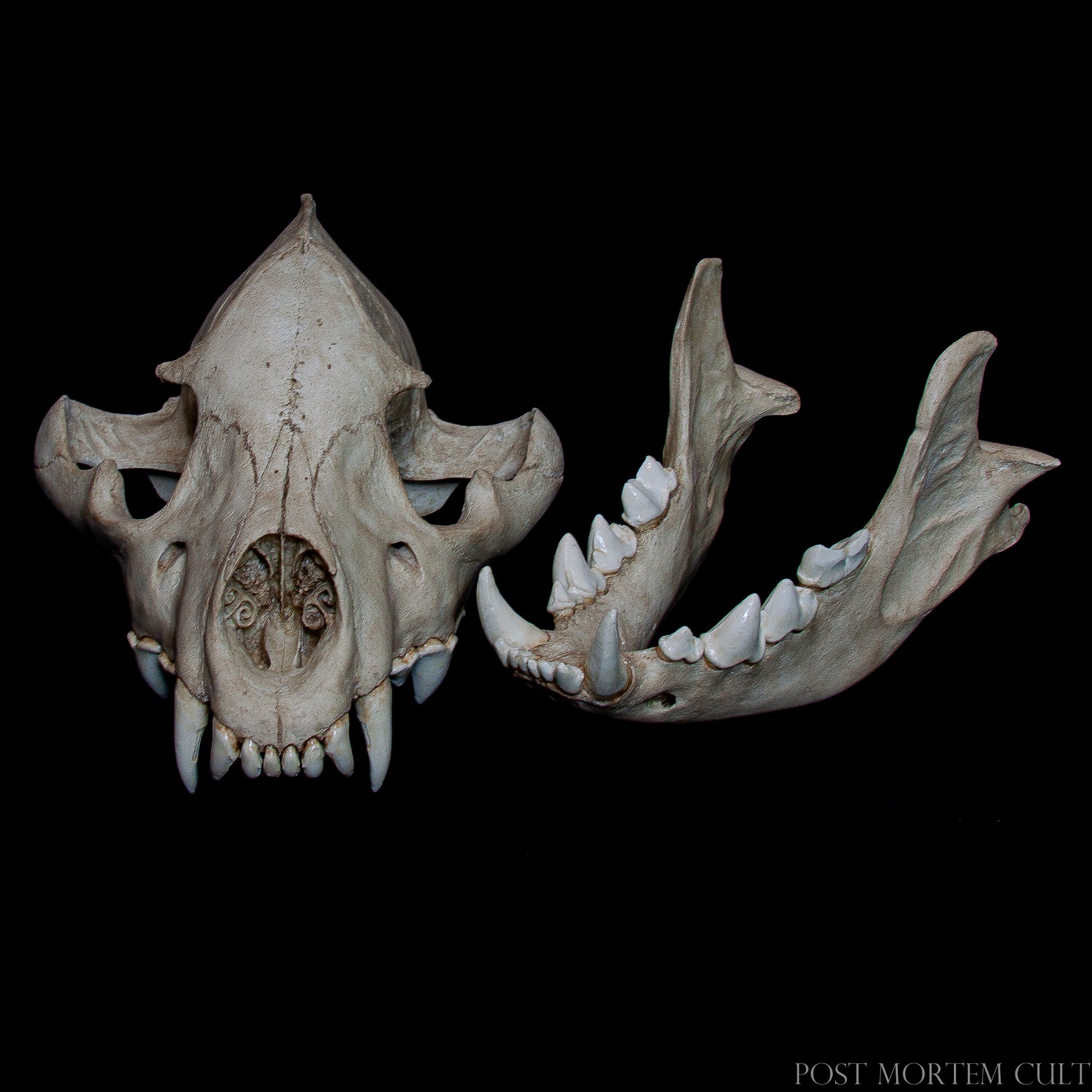 Scale comparison image with measurements: 27.7 x 17.6 x 16.6 cm – true-to-life dimensions.