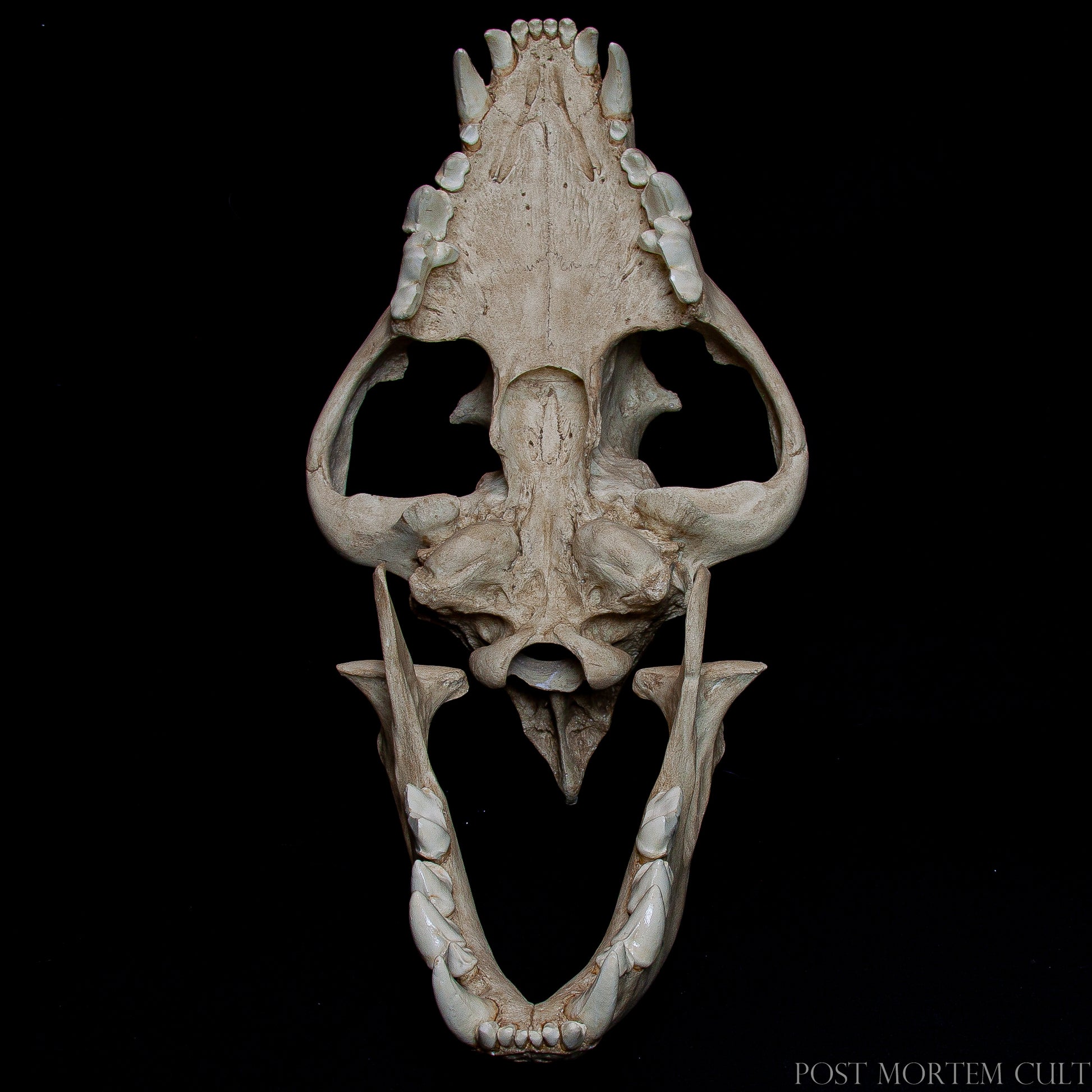 High-resolution close-up of the bone texture to highlight the handcrafted finish.