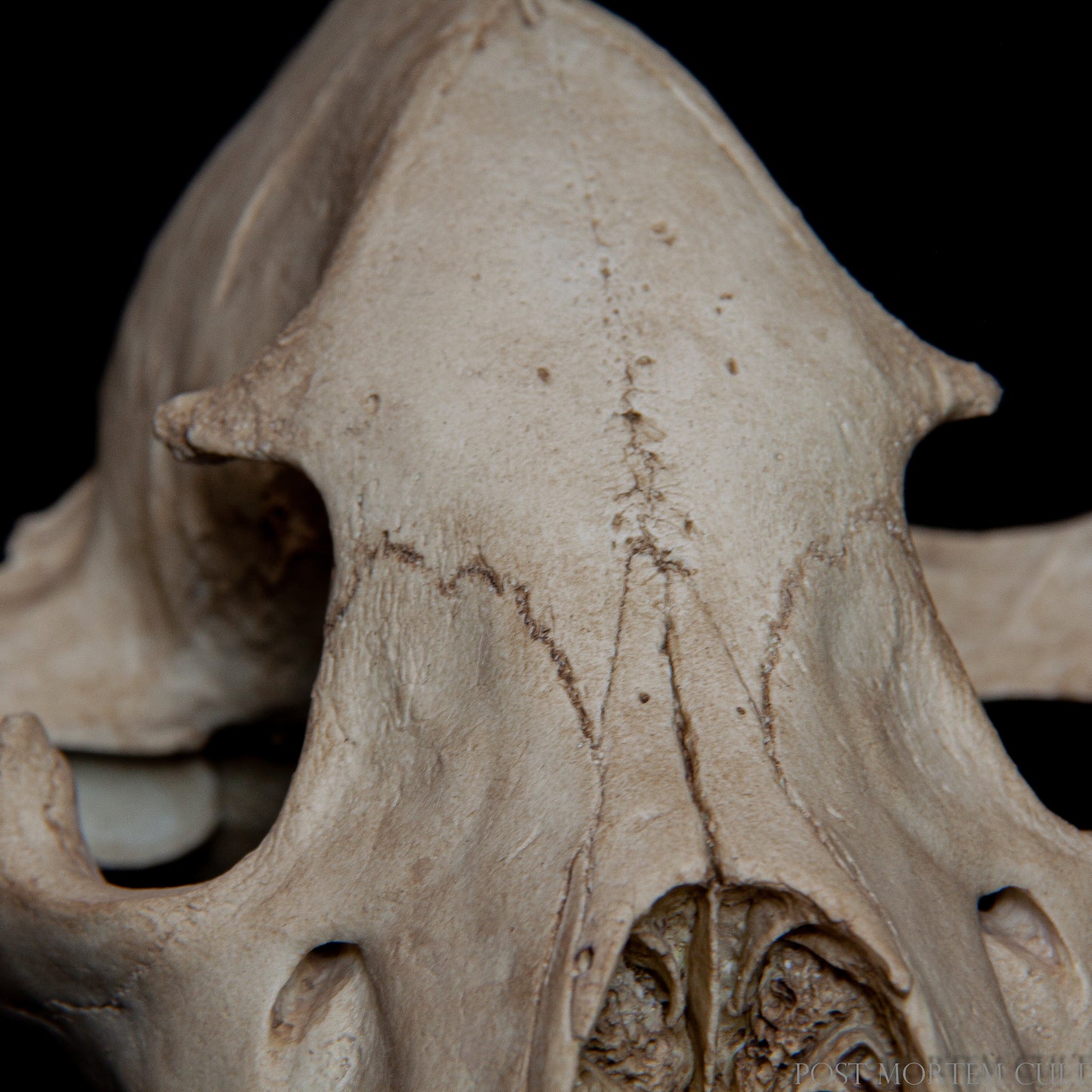 Natural light setting to showcase tonal variations and realism under museum-style lighting.