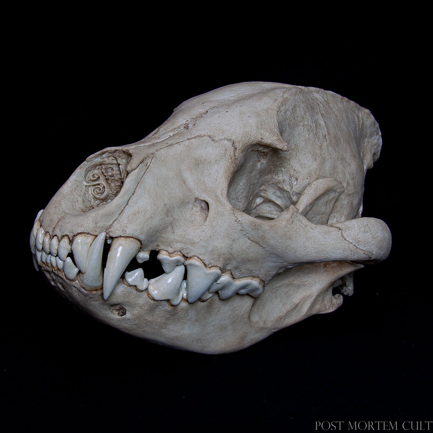 Lateral left side highlighting the curvature of the skull and the robustness of the zygomatic arch.