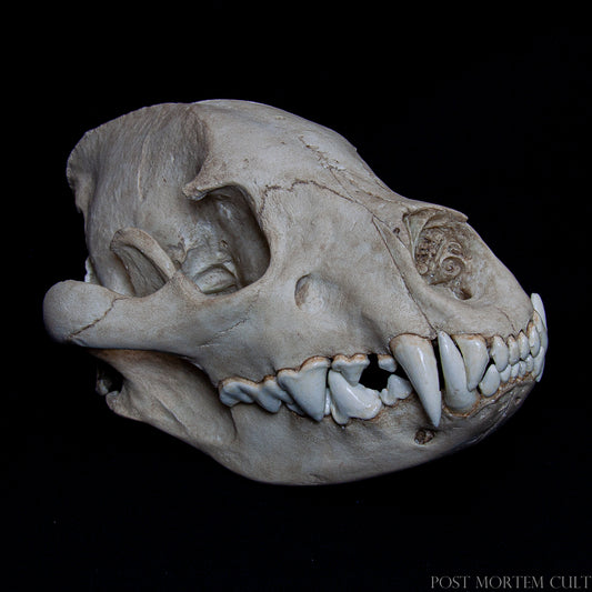 Right side view of the Crocuta crocuta replica with accurate mandibular placement and muscular attachment zones.
