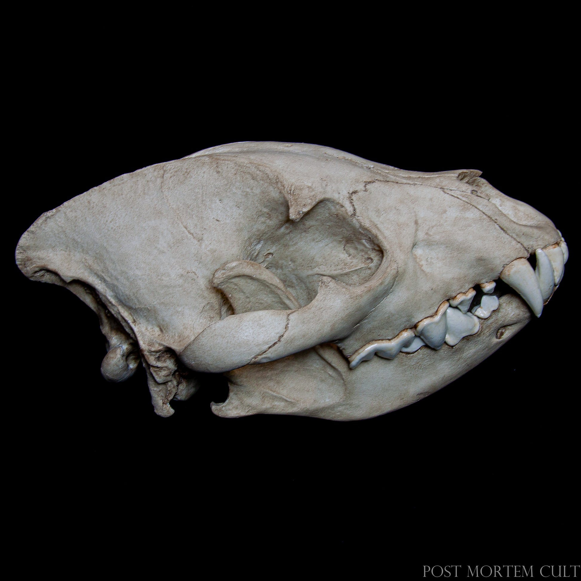 Bottom view showing the palate structure, dental arcade, and fine detailing of the jaw articulation.