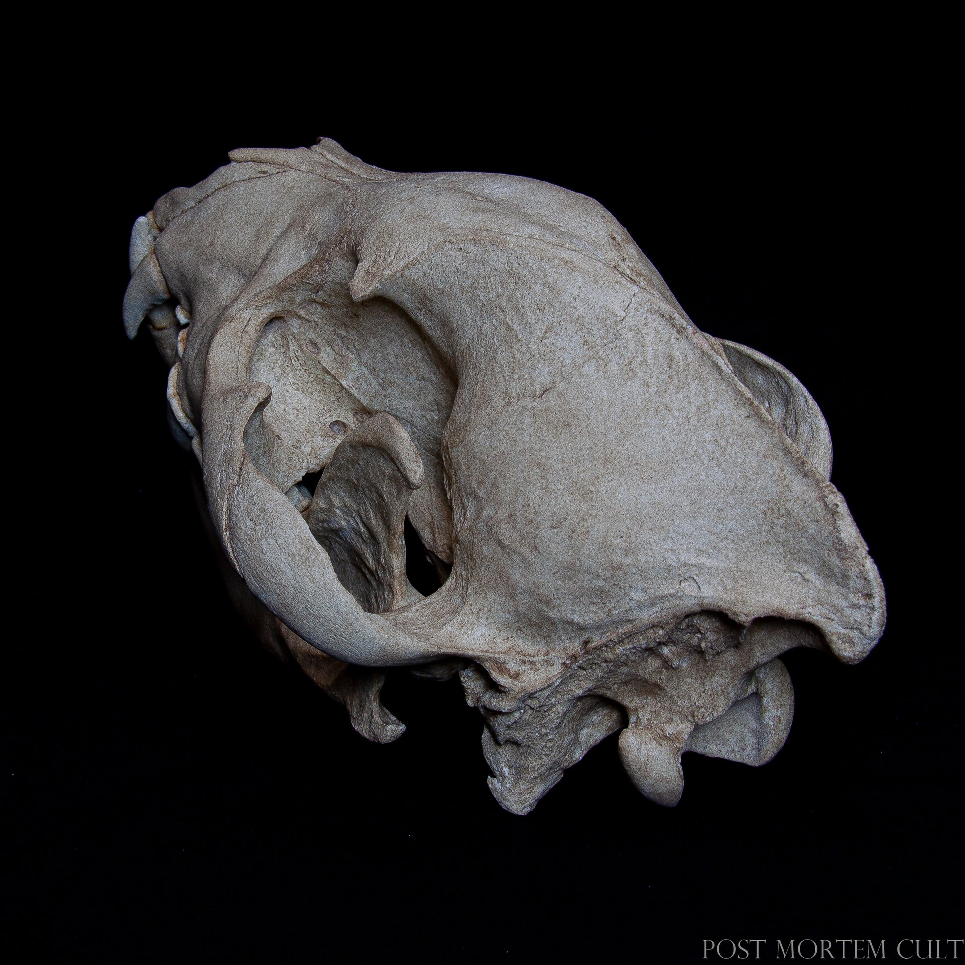 Close-up of dentition featuring the characteristic carnivore canines and worn molars.