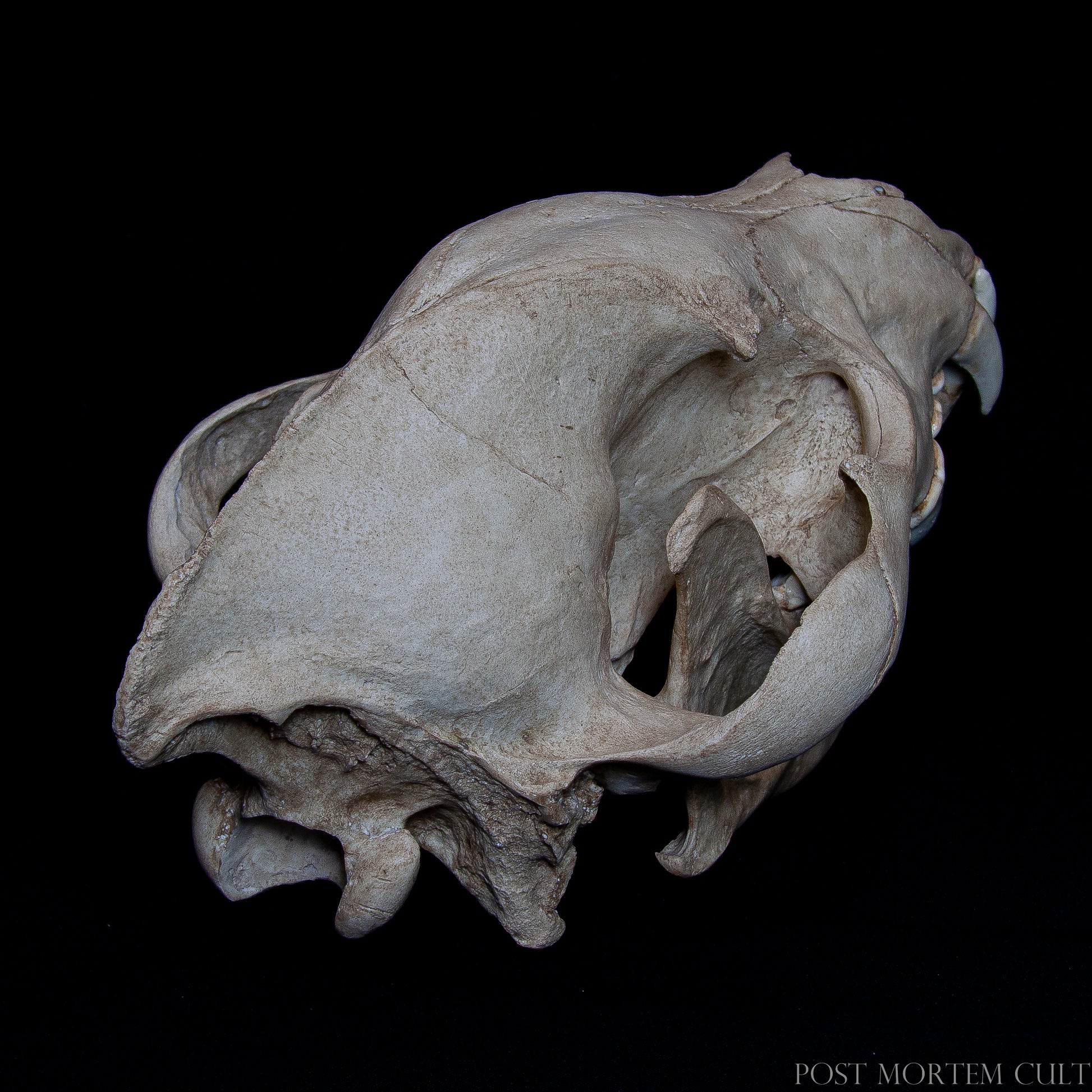 Angled shot emphasizing 3D realism and the handcrafted painting simulating aged bone surface.