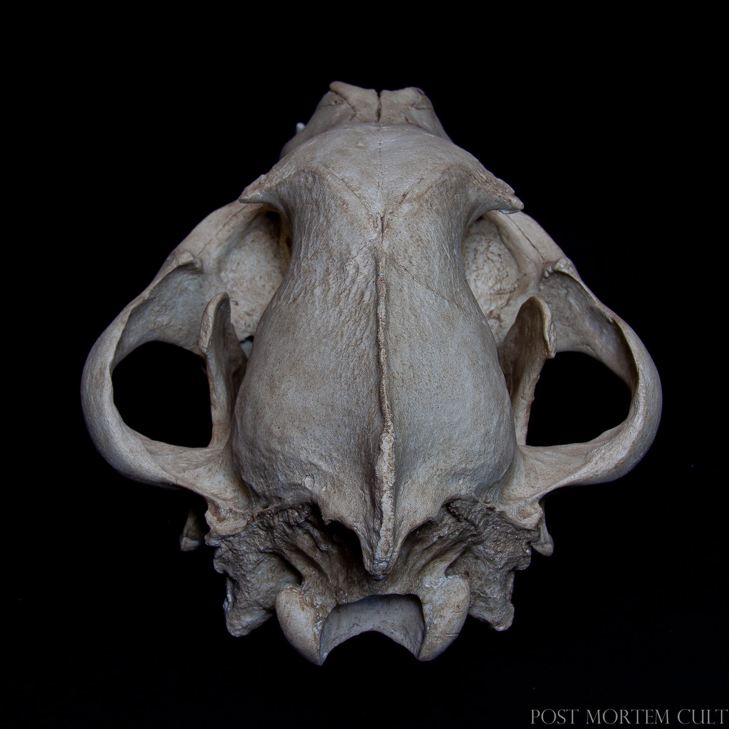 Posterior view of the skull replica, including occipital region and foramen magnum details.