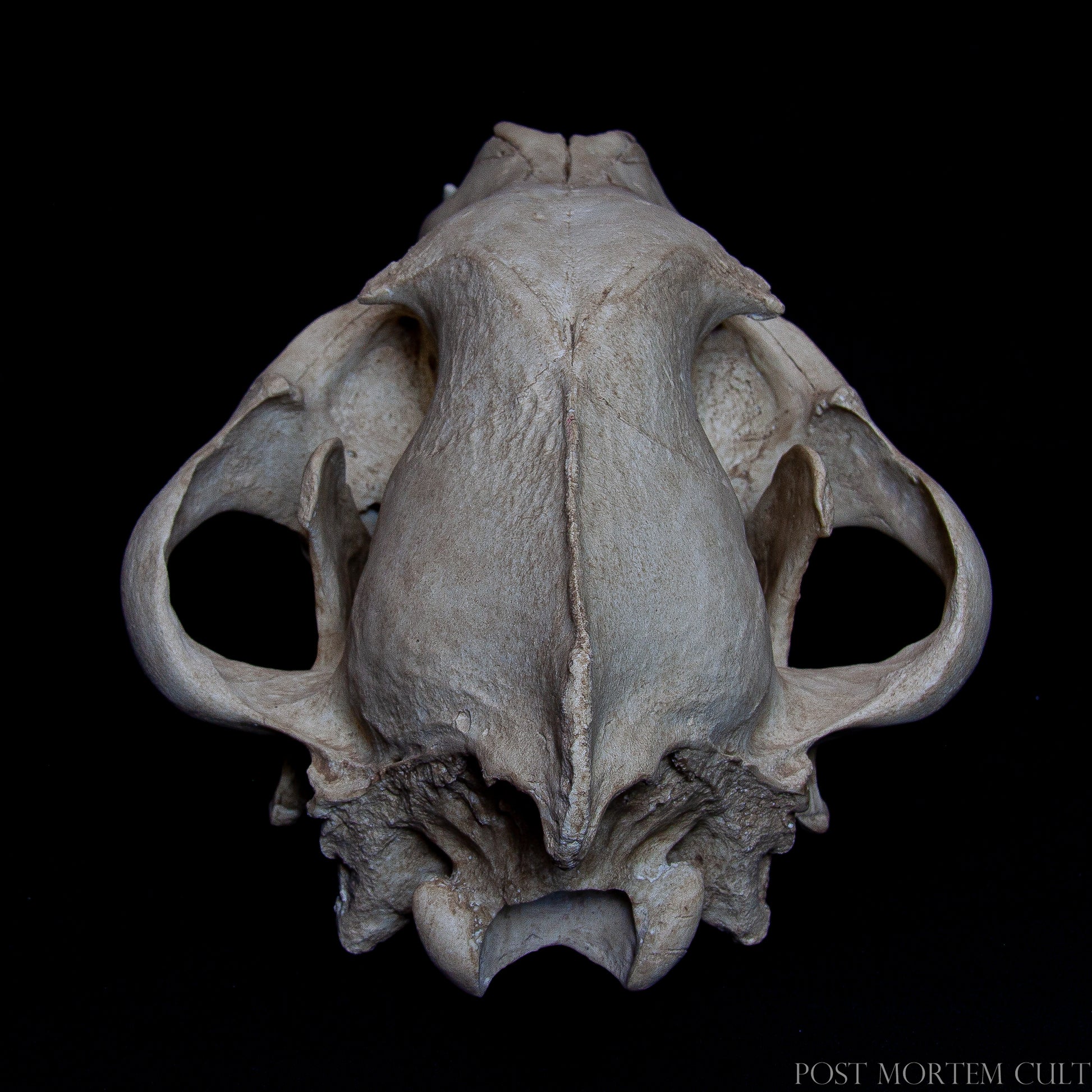 Posterior view of the skull replica, including occipital region and foramen magnum details.