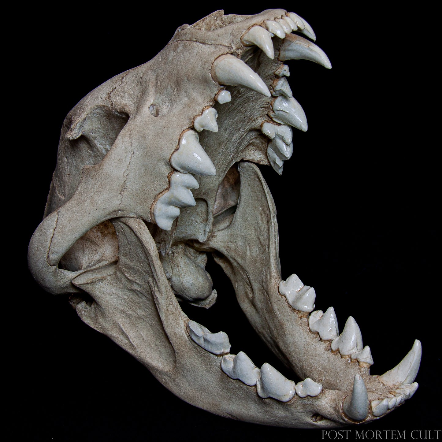 Separate view of the mandible showing the alveolar line and precise tooth alignment.
