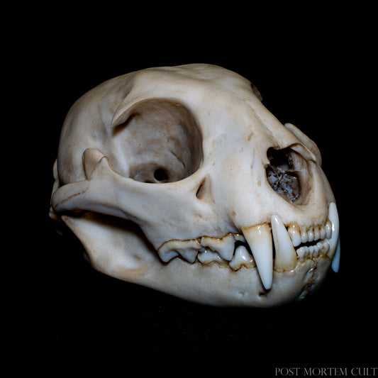 Iberian lynx skull replica (Lynx pardinus) life size animal skull model with realistic anatomy, detailed cranium and mandible structure.