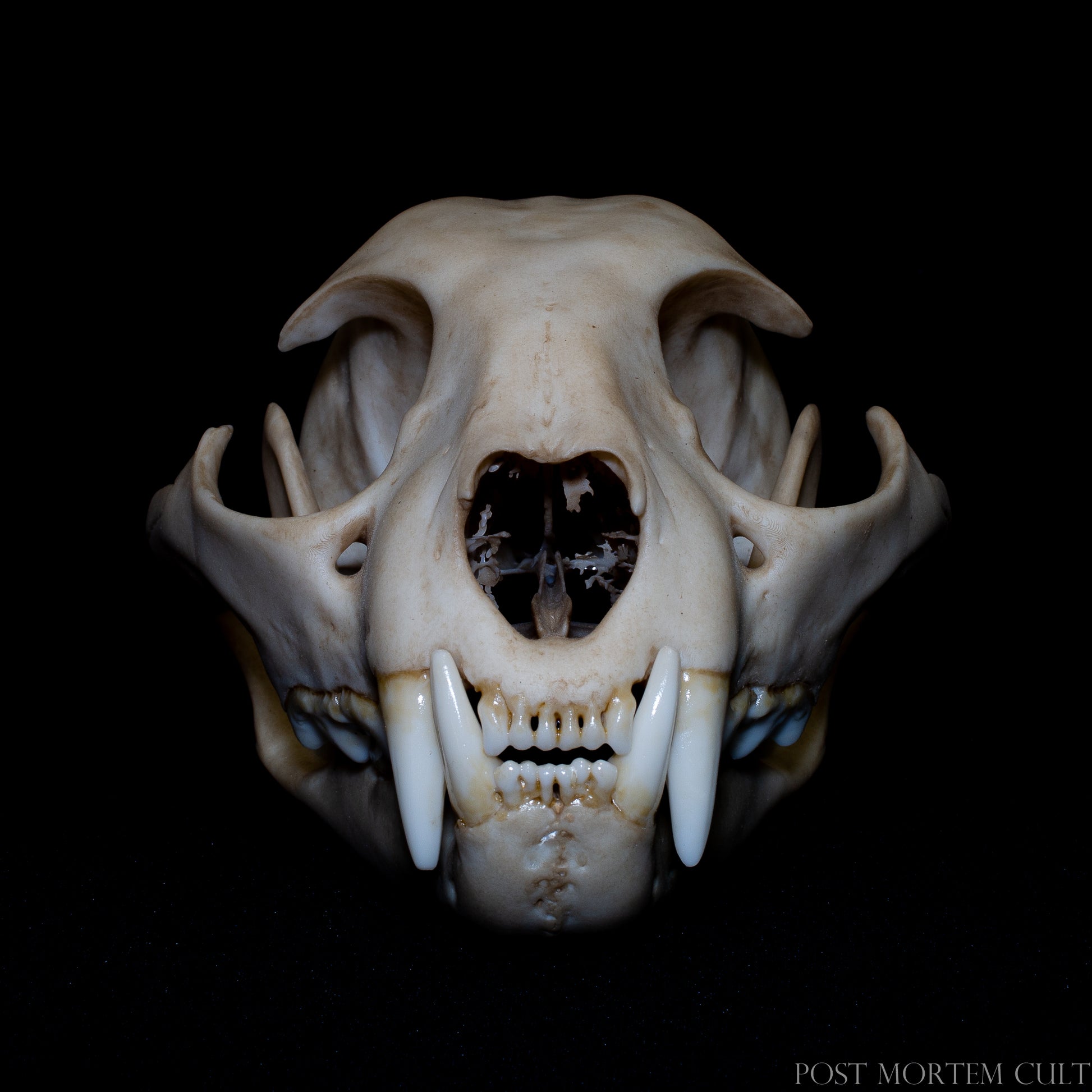 Front view of lynx pardinus skull showing feline dentition, sharp canines and accurate anatomical skull proportions.