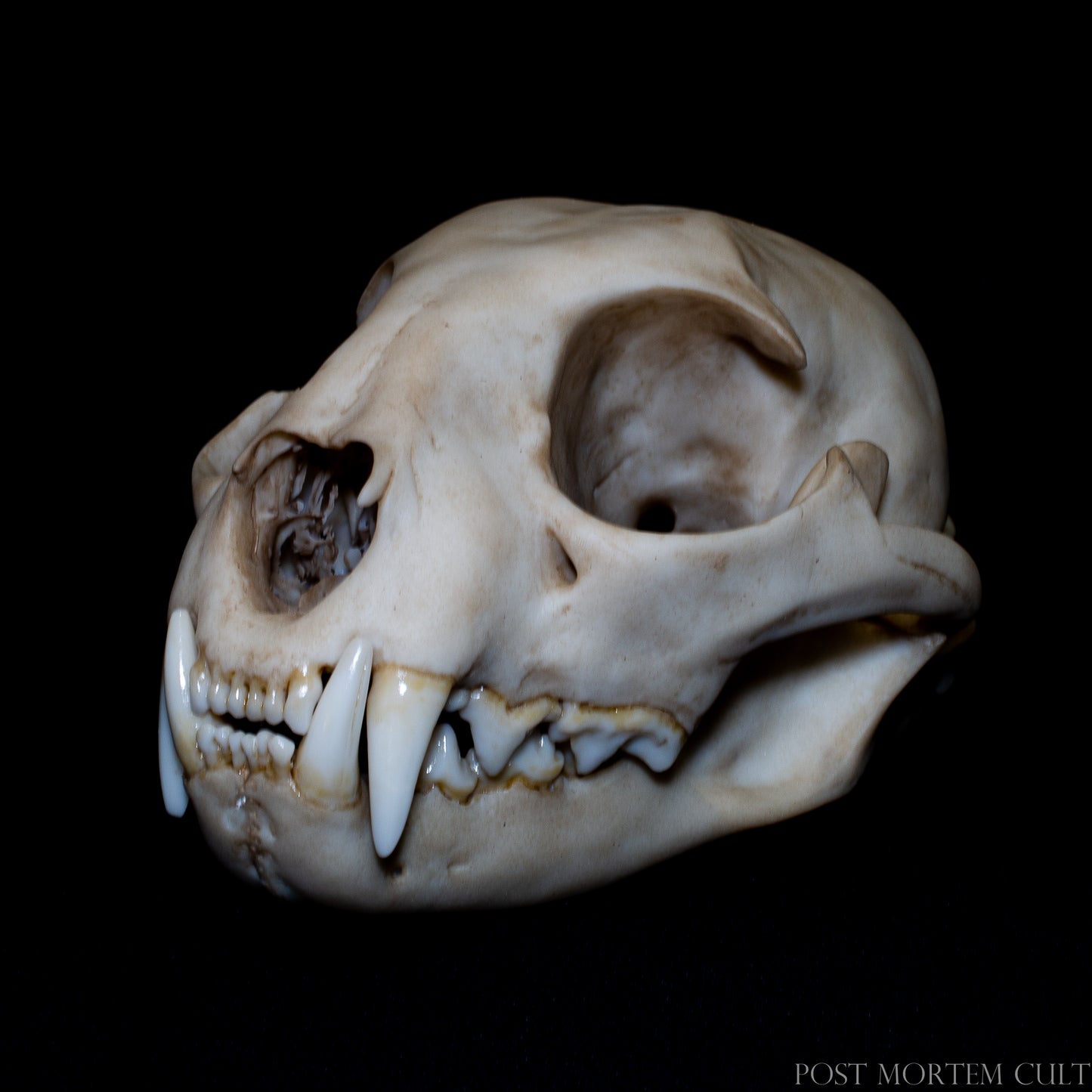 Side profile of Iberian lynx skull replica highlighting cranial shape, jaw articulation and realistic bone structure.