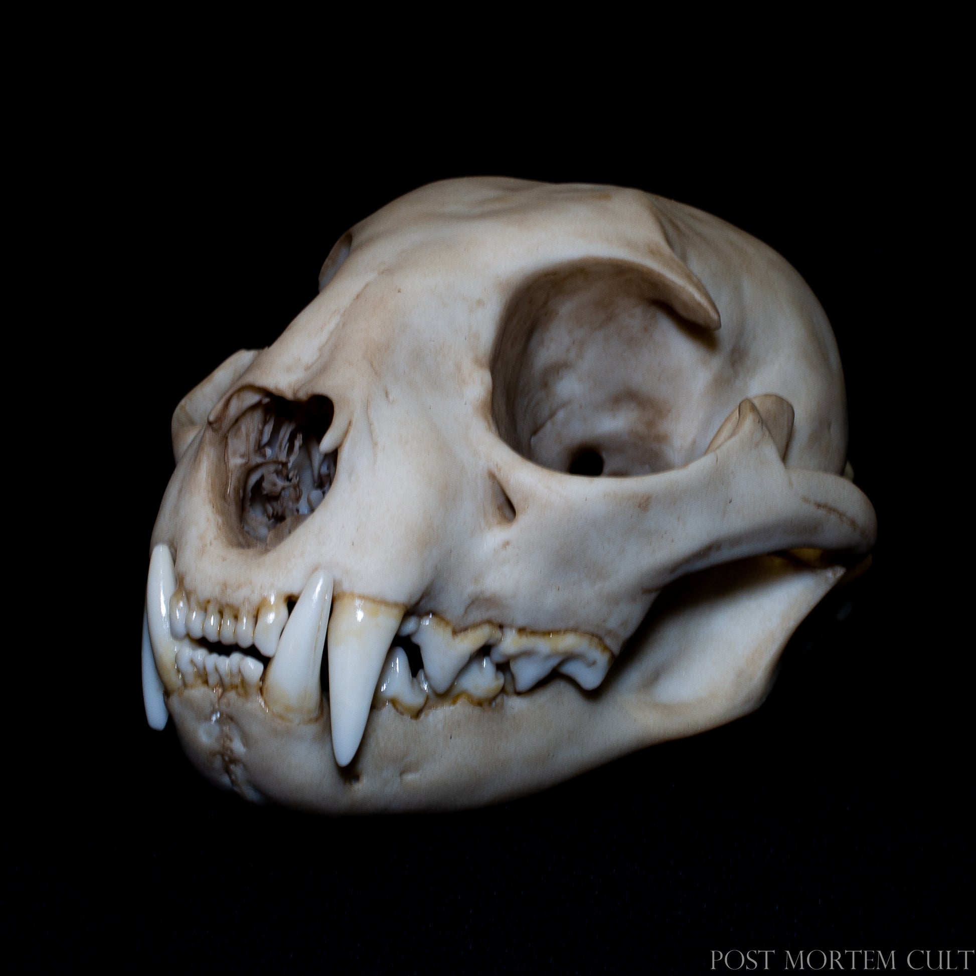 Side profile of Iberian lynx skull replica highlighting cranial shape, jaw articulation and realistic bone structure.