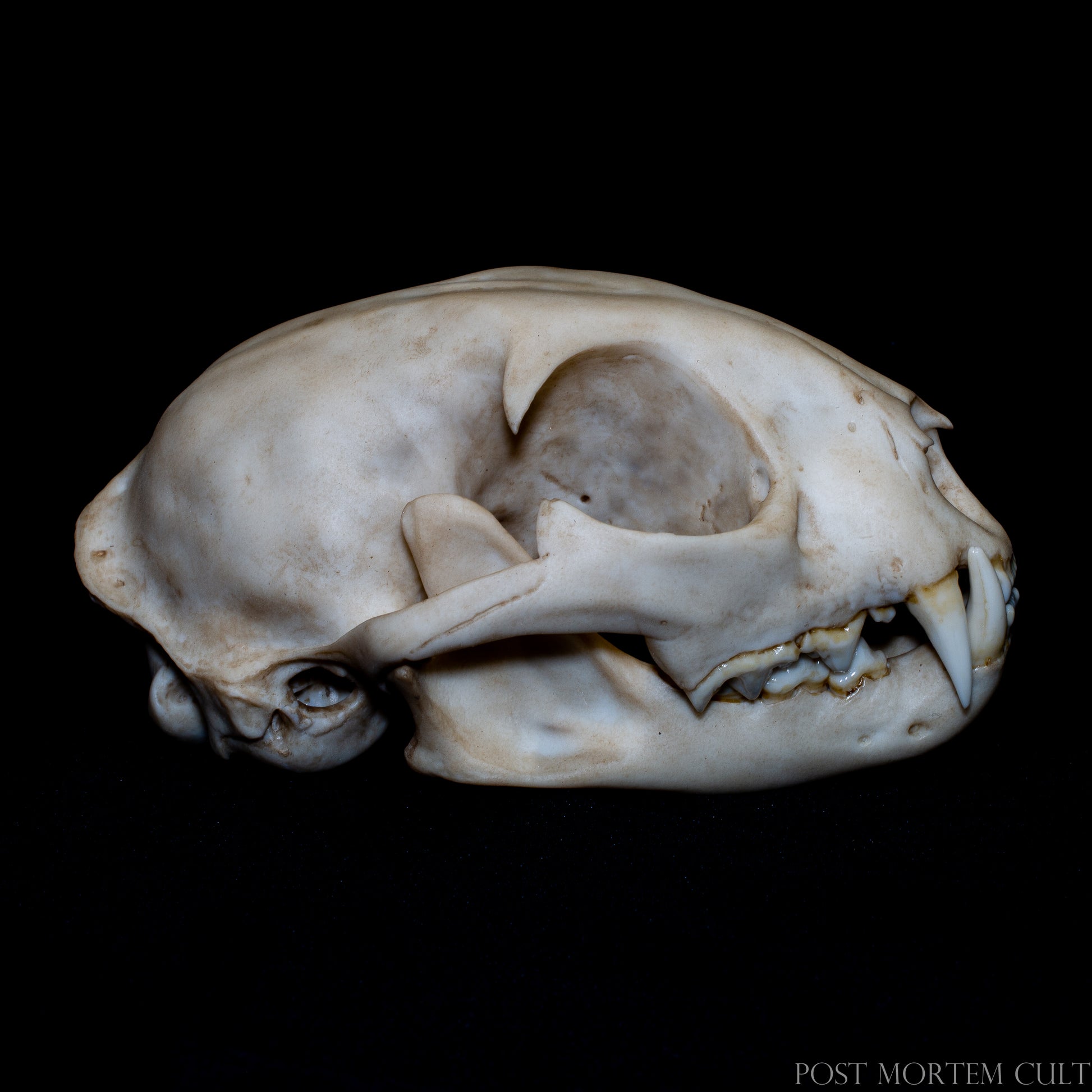 Top view displaying cranial sutures and skull morphology, ideal for osteology study, zoology reference and anatomical observation.
