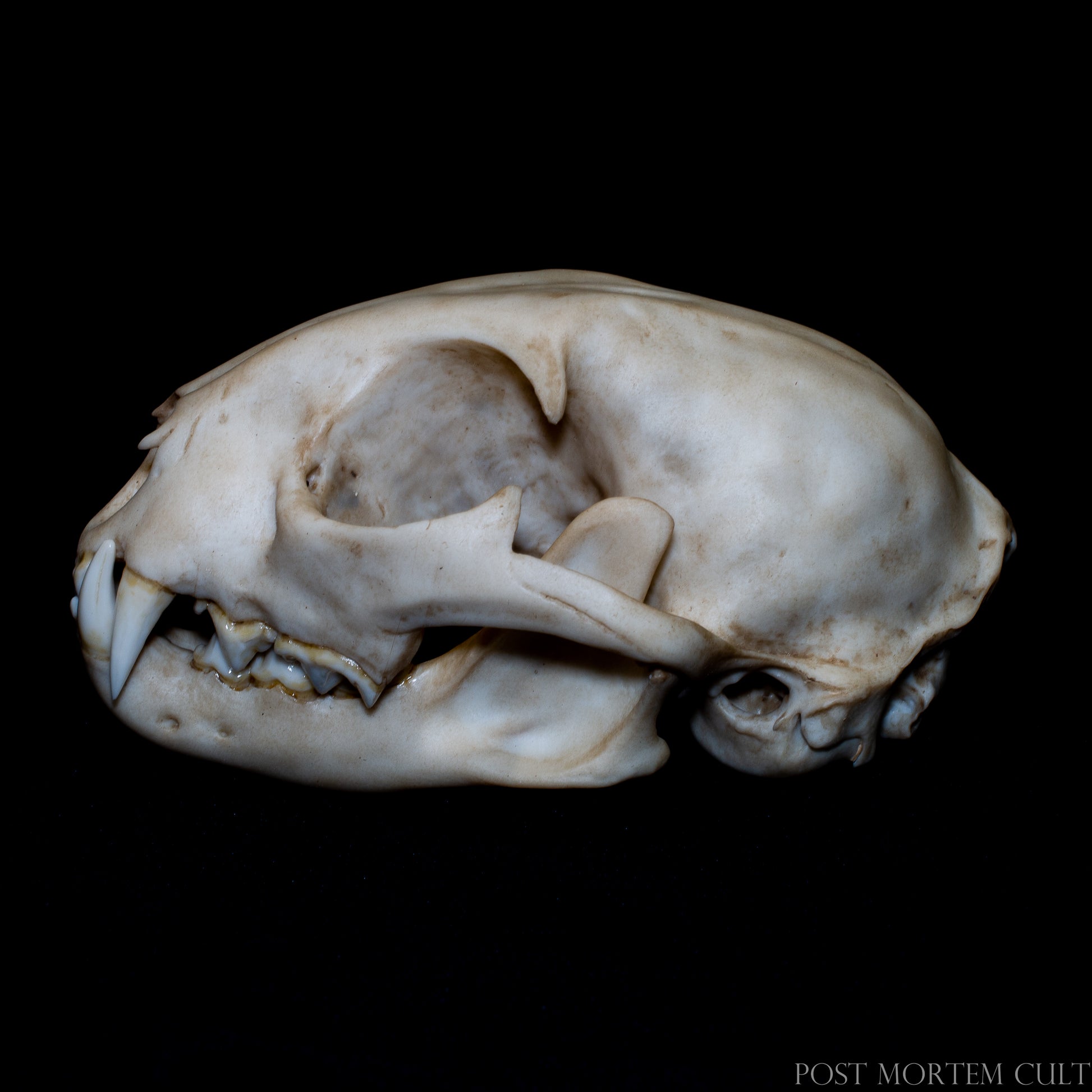 Close-up of lynx skull teeth and mandible showing detailed dental anatomy and natural bone texture.