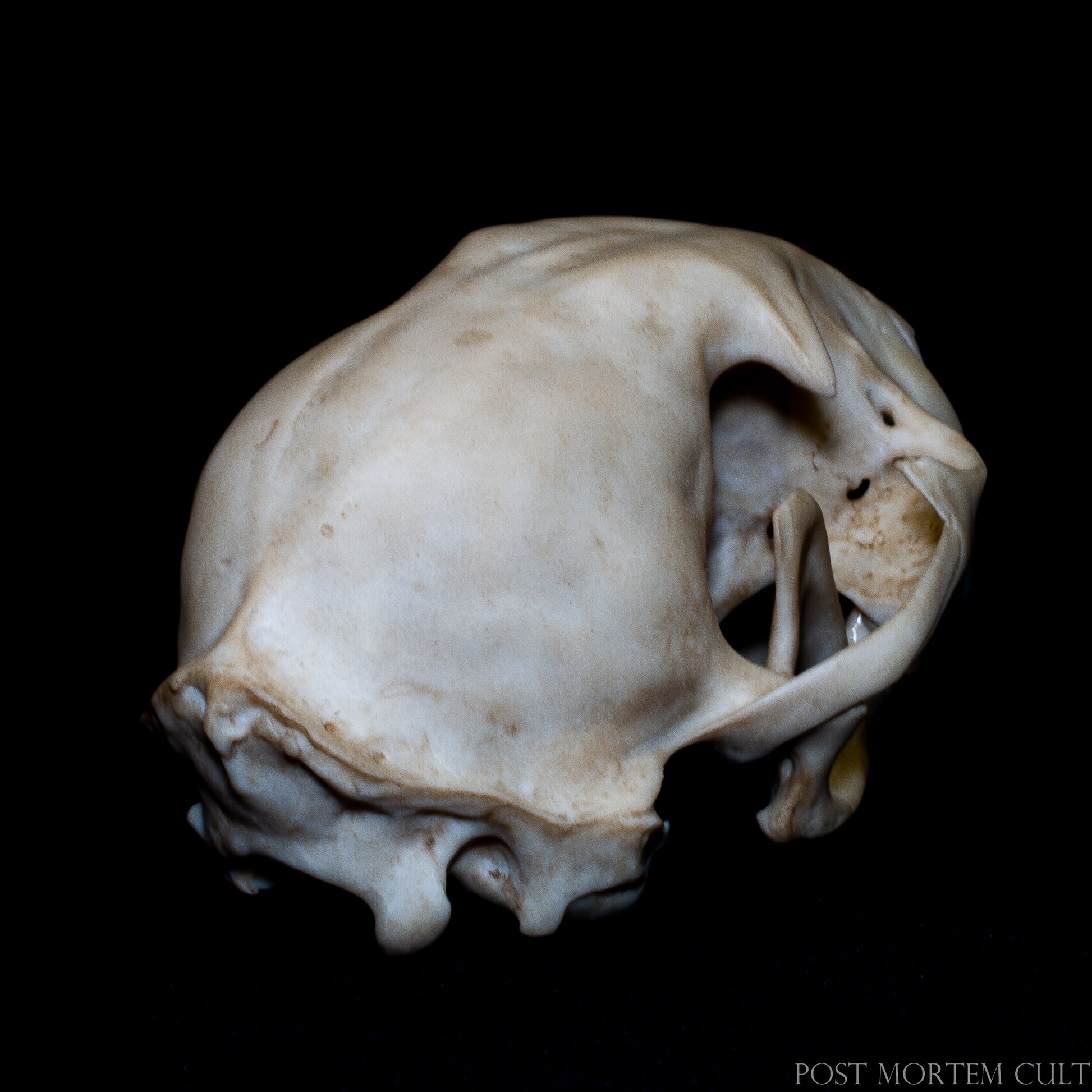 Three-quarter perspective of animal skull model with realistic proportions and natural history specimen appearance.