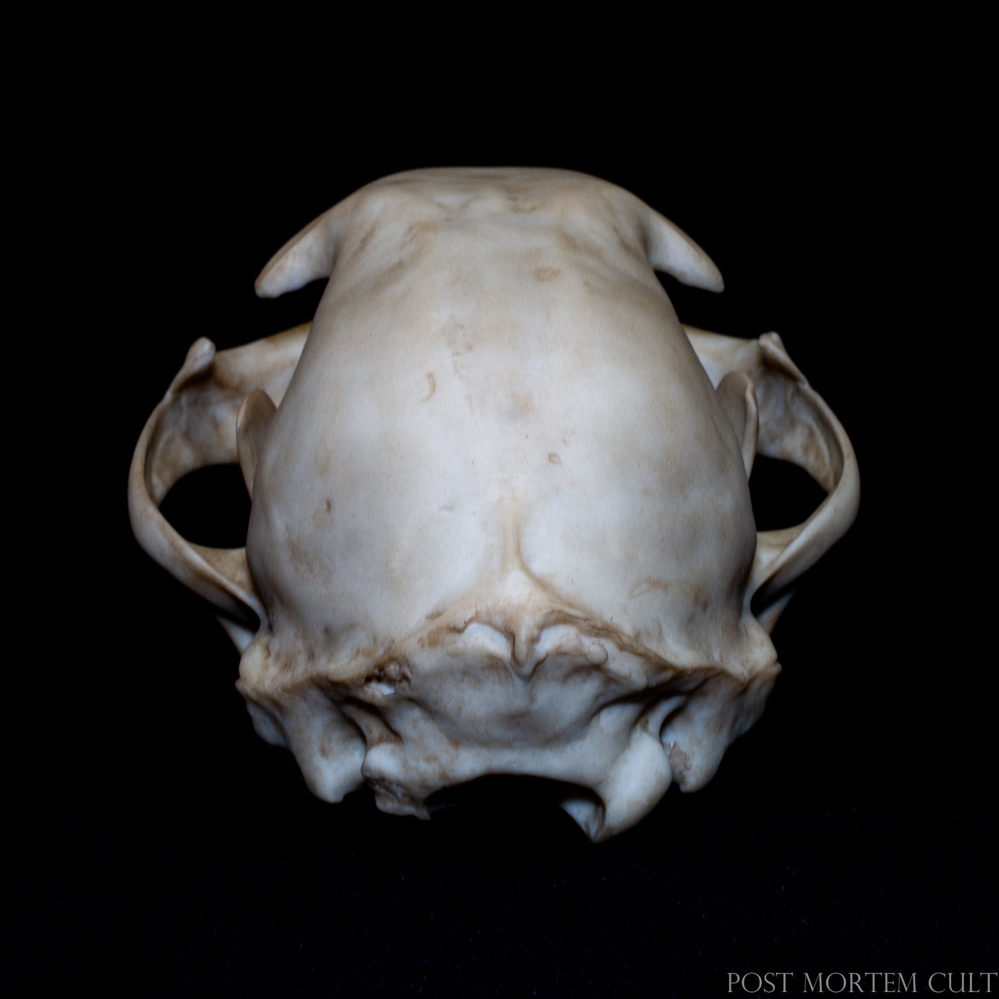 Rear view of lynx skull replica showing cranial structure, bone openings and anatomical detail.